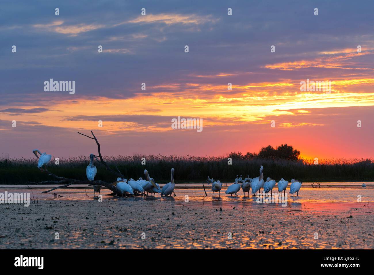 Dalmatian pelican Pelecanus crispus, adult and Great white pelican Pelecanus onocrotalus, flock roosting at sunset, Danube Delta, Romania, June Stock Photo