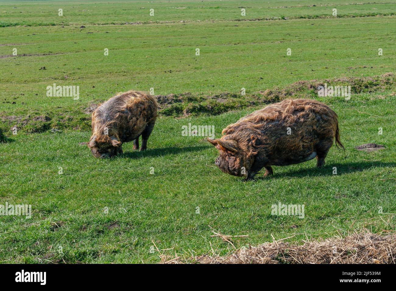 Two brown coloured Kune Kune pigs with thick, long curly coat of hair looking for food in a meadow. Stock Photo