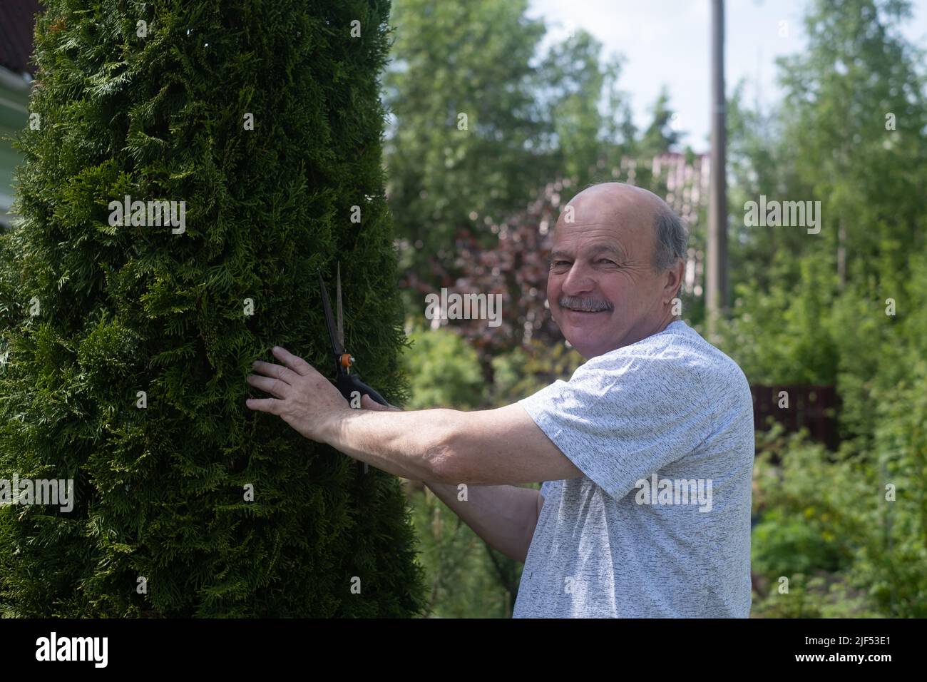 Senior man is trimming bushes in his garden with a big secateur. Cutting a thuja tree for a better shape Stock Photo