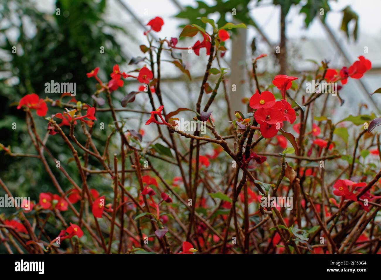 Potted Evening Glory flowers in a greenhouse. Waltham, Massachusetts USA. Stock Photo