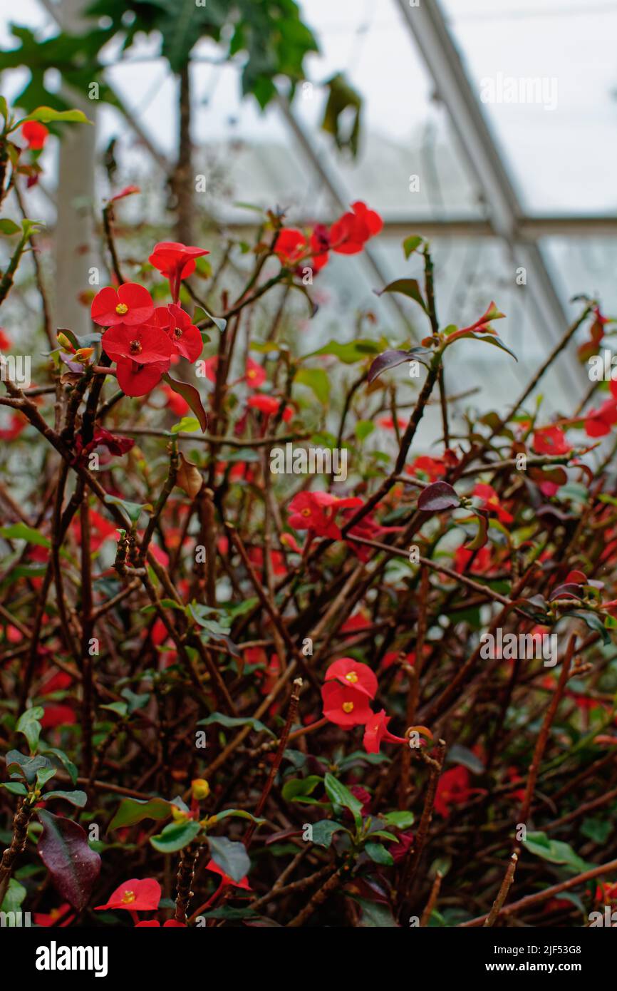 Potted Evening Glory flowers in a greenhouse. Waltham, Massachusetts USA. Stock Photo