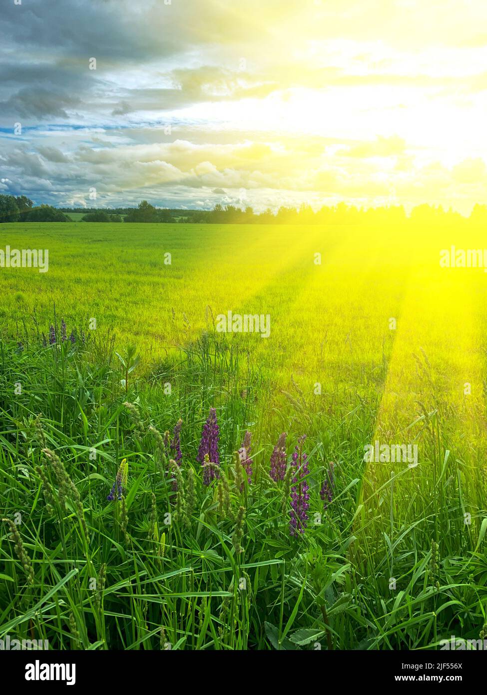 Purple blue lupine flowers along field edge with sun beams on summer blurred landscape background Stock Photo