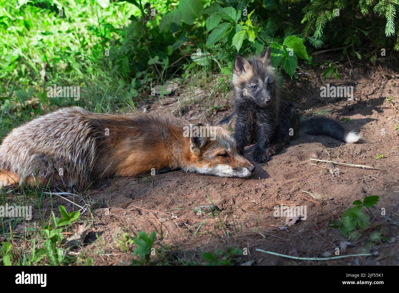Red Fox (Vulpes vulpes) Kit Sits Next to Sleeping Adult at Densite ...