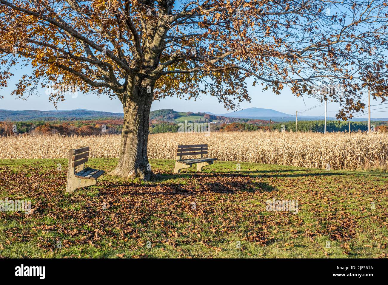 Crimson King Maple Tree in a field with benches in Templeton, Massachusetts Stock Photo
