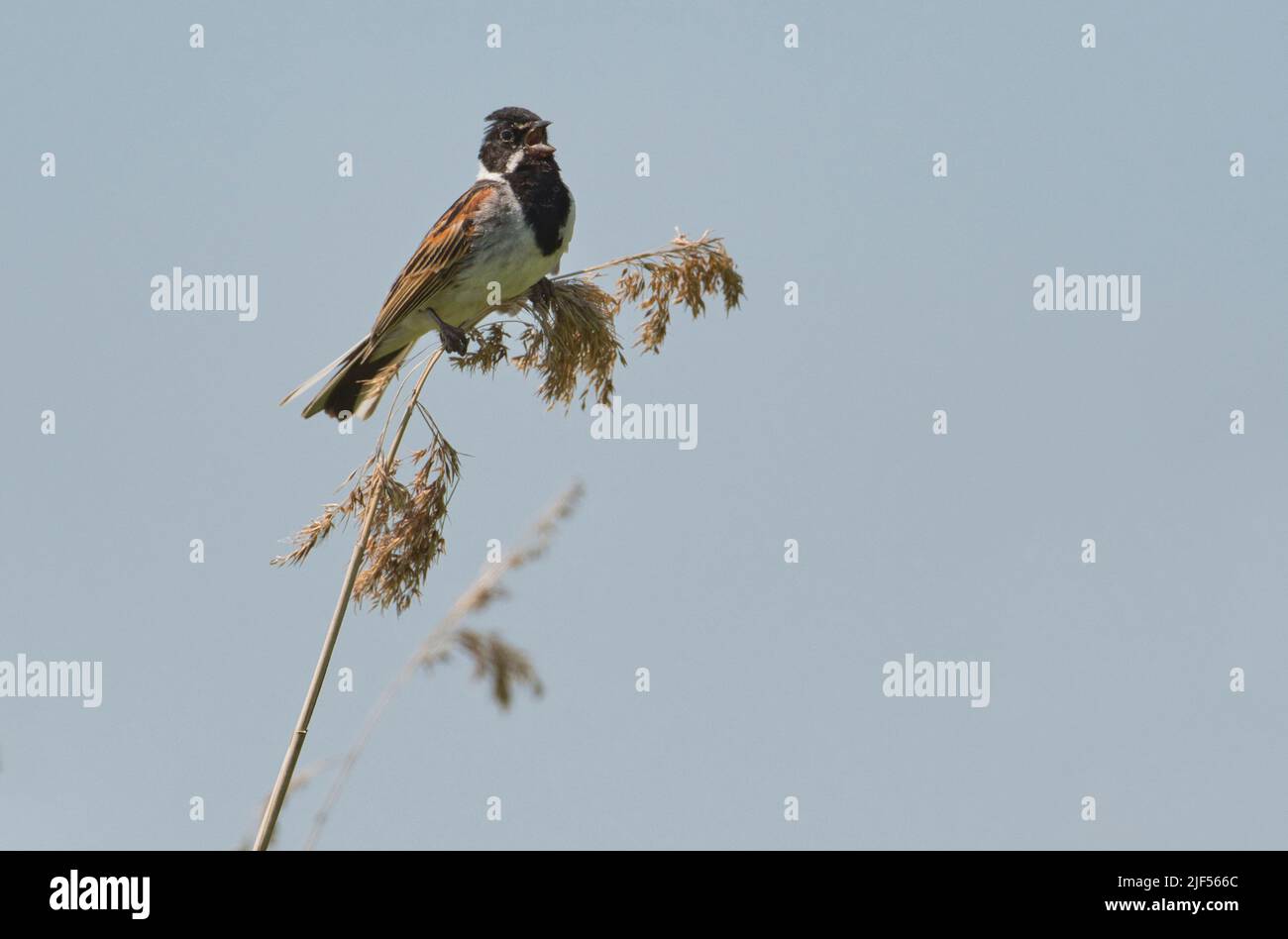 Male reed bunting (Emberiza schoeniclus) singing to proclaim territory Stock Photo