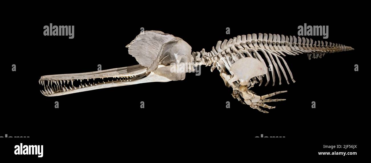 Dolphin skeleton hi-res stock photography and images - Alamy