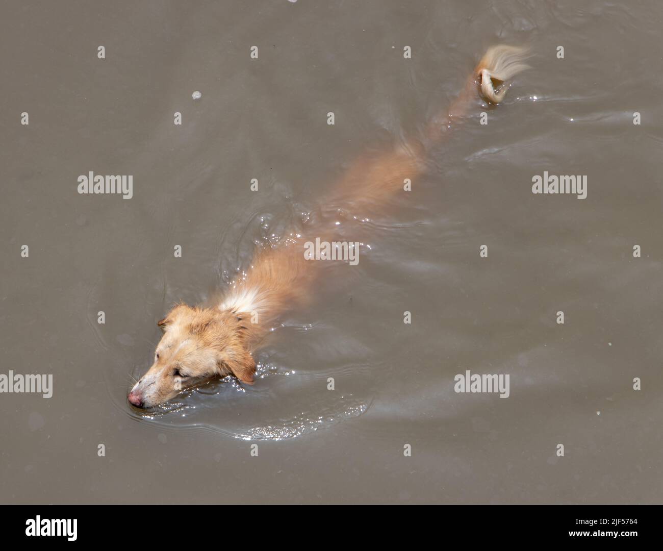 Image showcasing Dirty water hot dog hi-res stock photography and images - Alamy