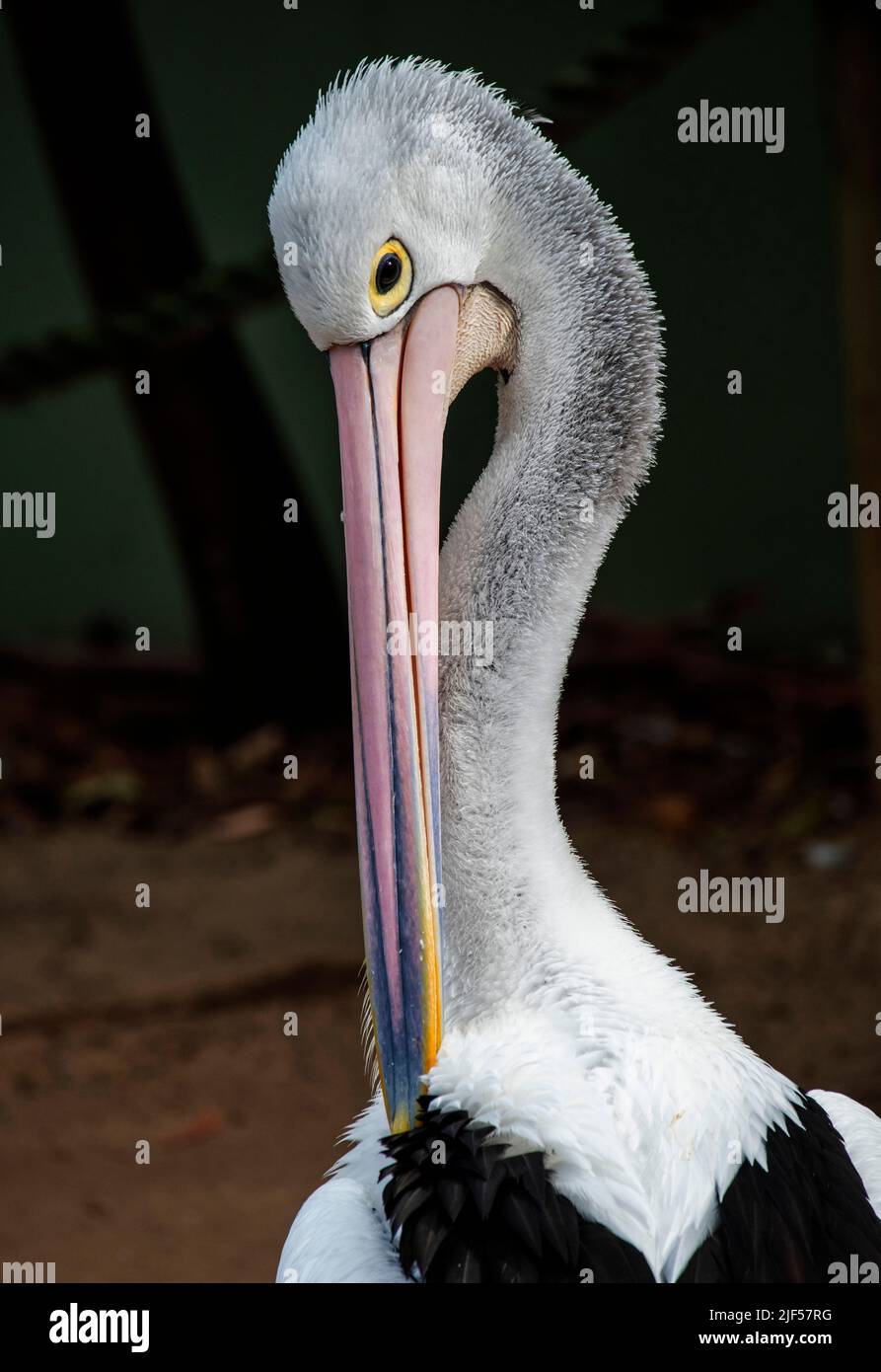 Close-up of an Australian Pelican (Pelecanus conspicillatus) in Sydney, New South Wales, Australia (Photo by Tara Chand Malhotra) Stock Photo