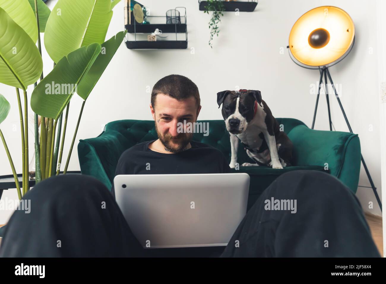black and white amstaff dog is interested what his owner is doing with laptop home background medium full shot remote job concept . High quality photo Stock Photo