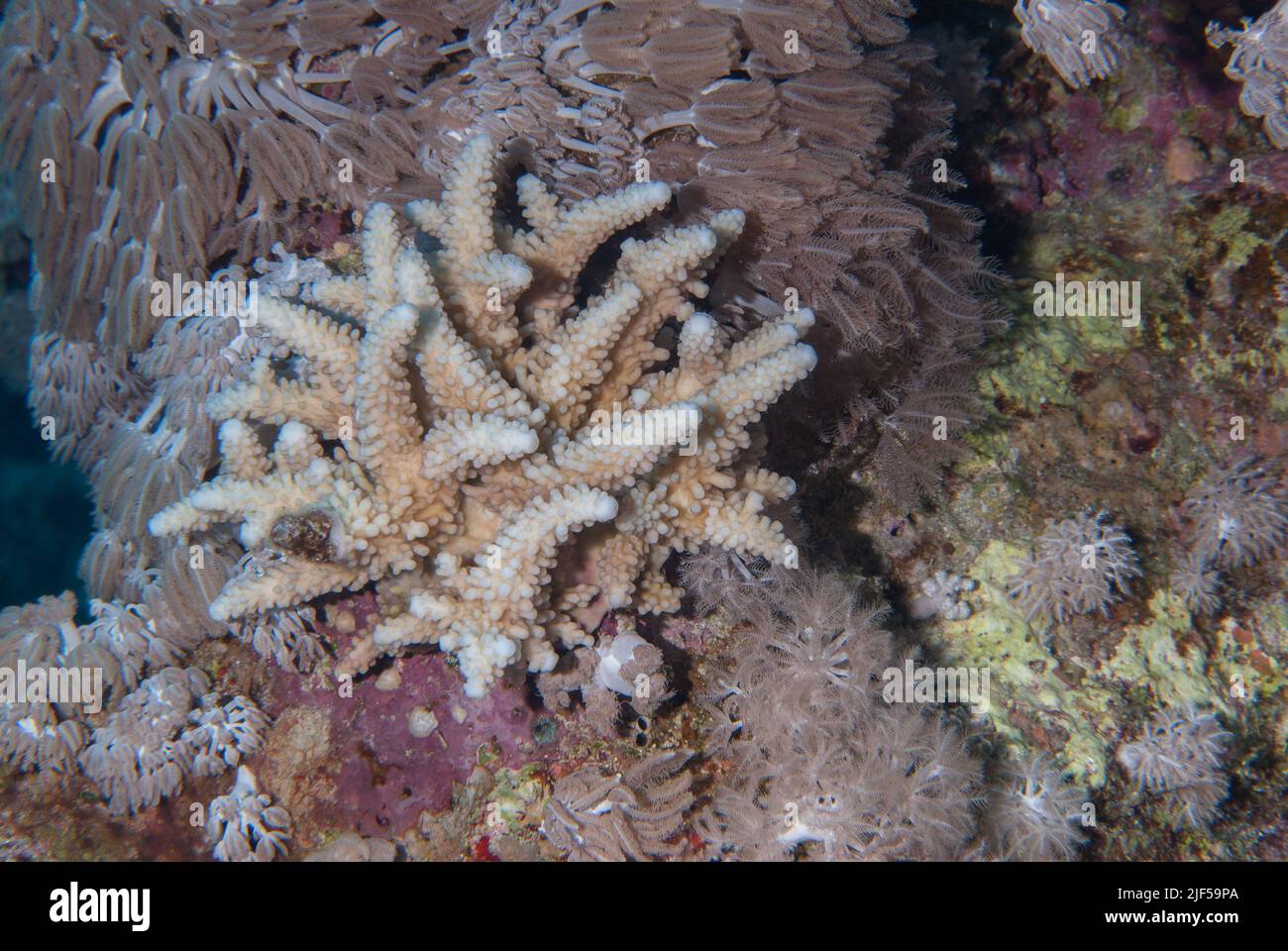 Stony coral, Acropora nobilis, Acroporidae, Sharm el Sheikh, Red Sea, Egypt Stock Photo