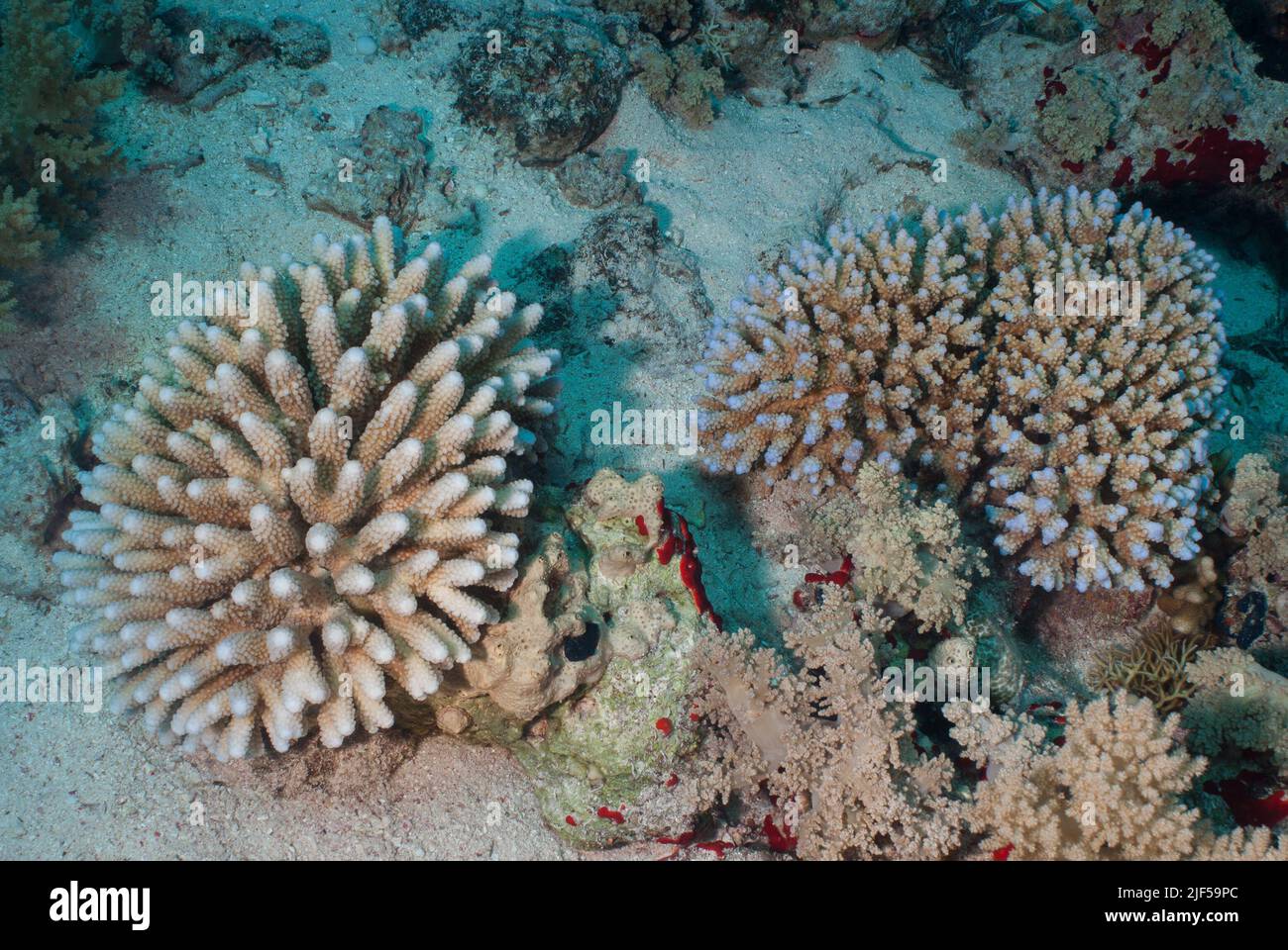 Hard Coral, Acropora sp.,  Acroporidae, Sharm el Sheikh, Red Sea, Egypt Stock Photo