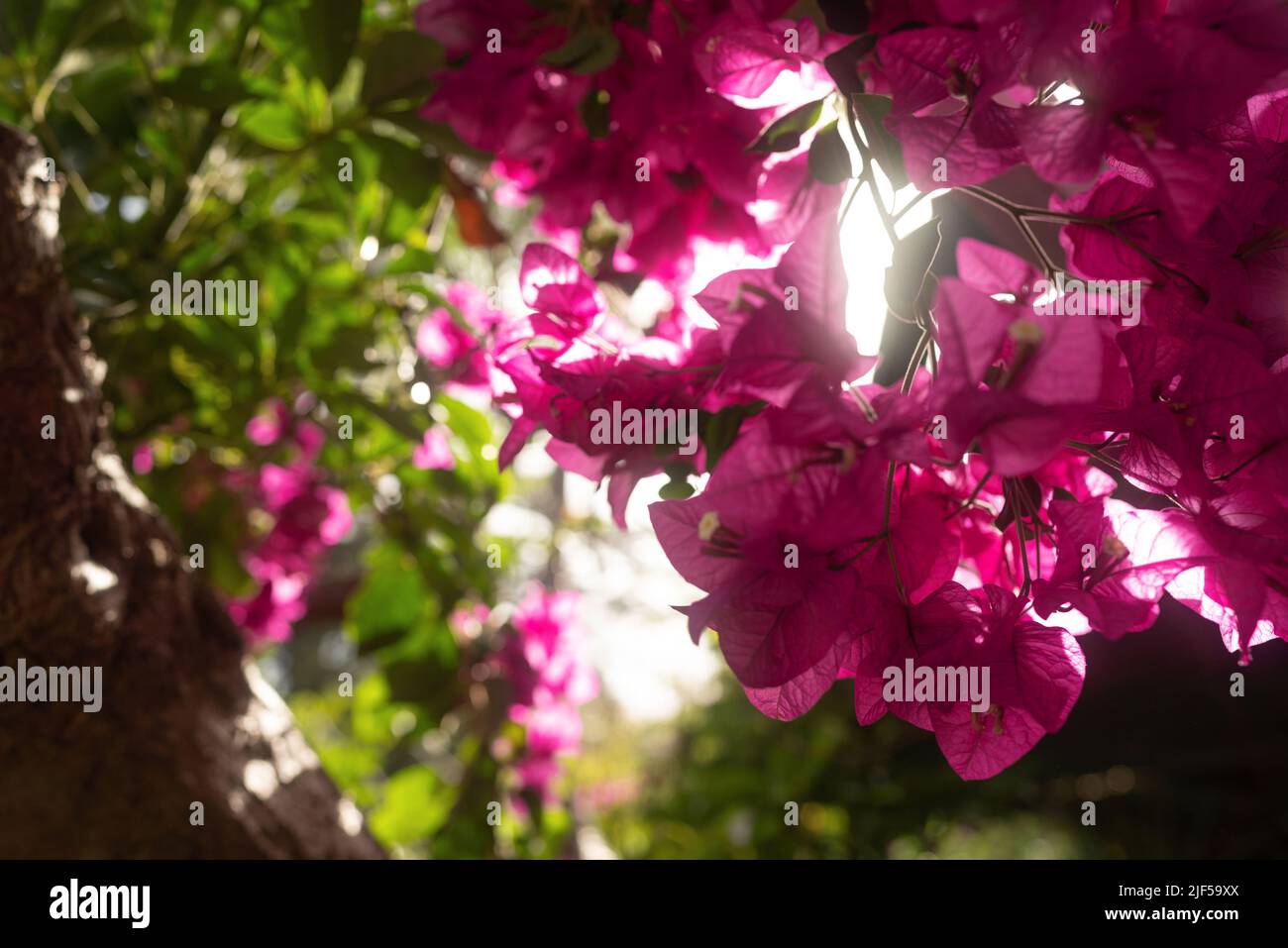Pink bougainvillea flowers. Mostly blurred photo of a floral background Stock Photo