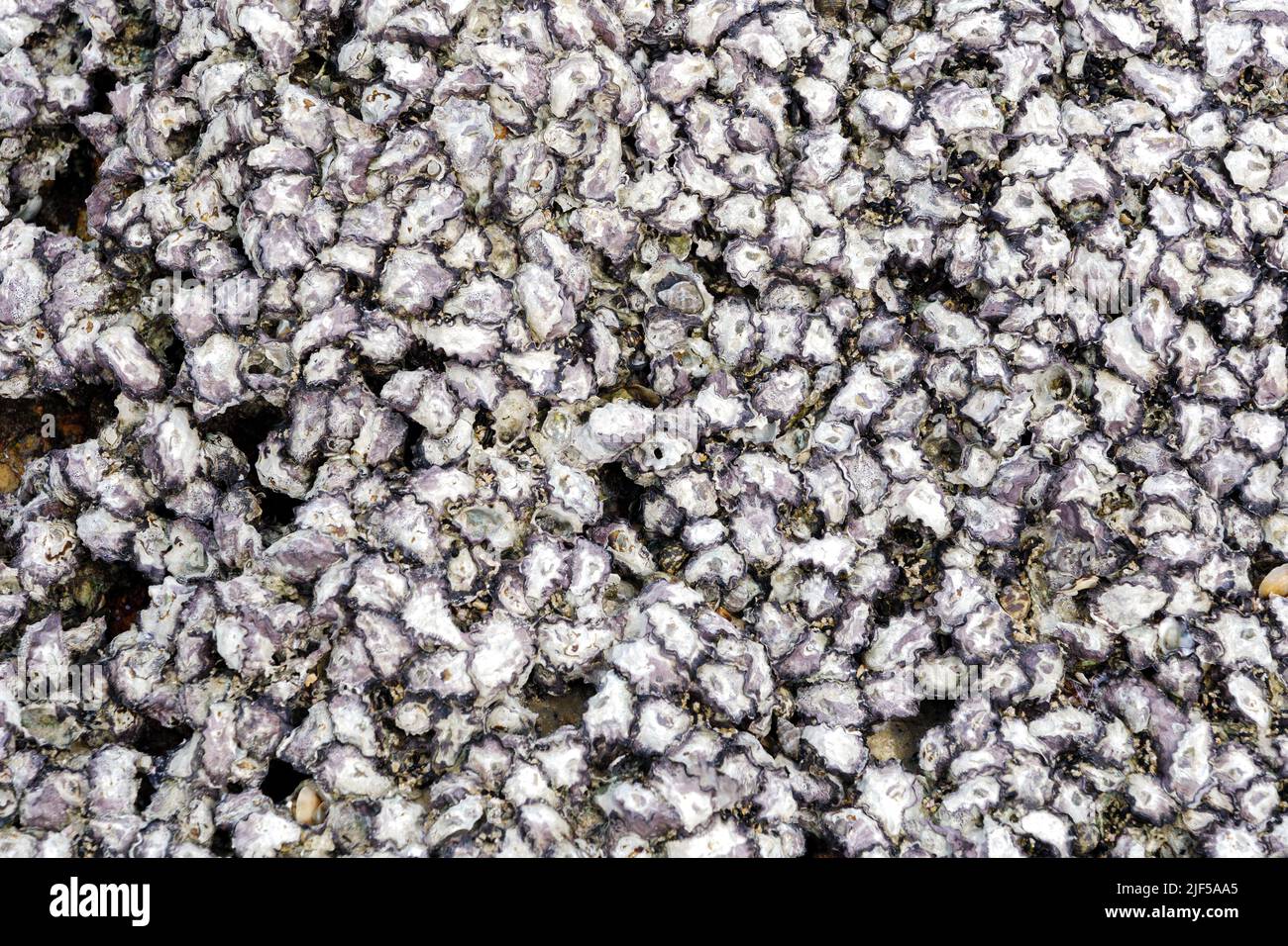 Dense of shell on a beach background. Stock Photo