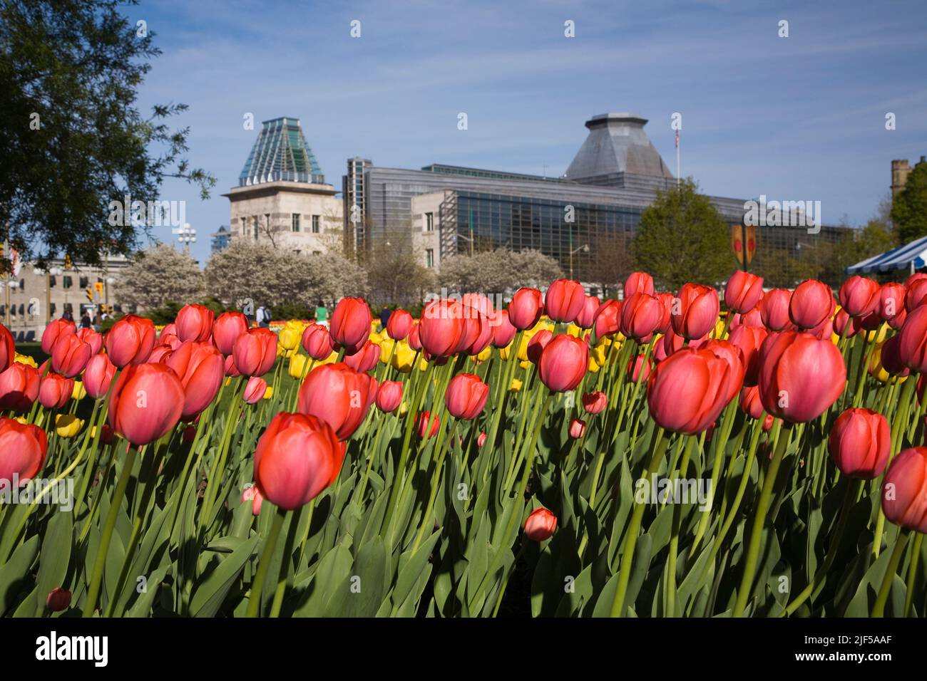 Red Tulipa - Tulips and U.S. Embassy in spring, Ottawa, Ontario, Canada. Stock Photo