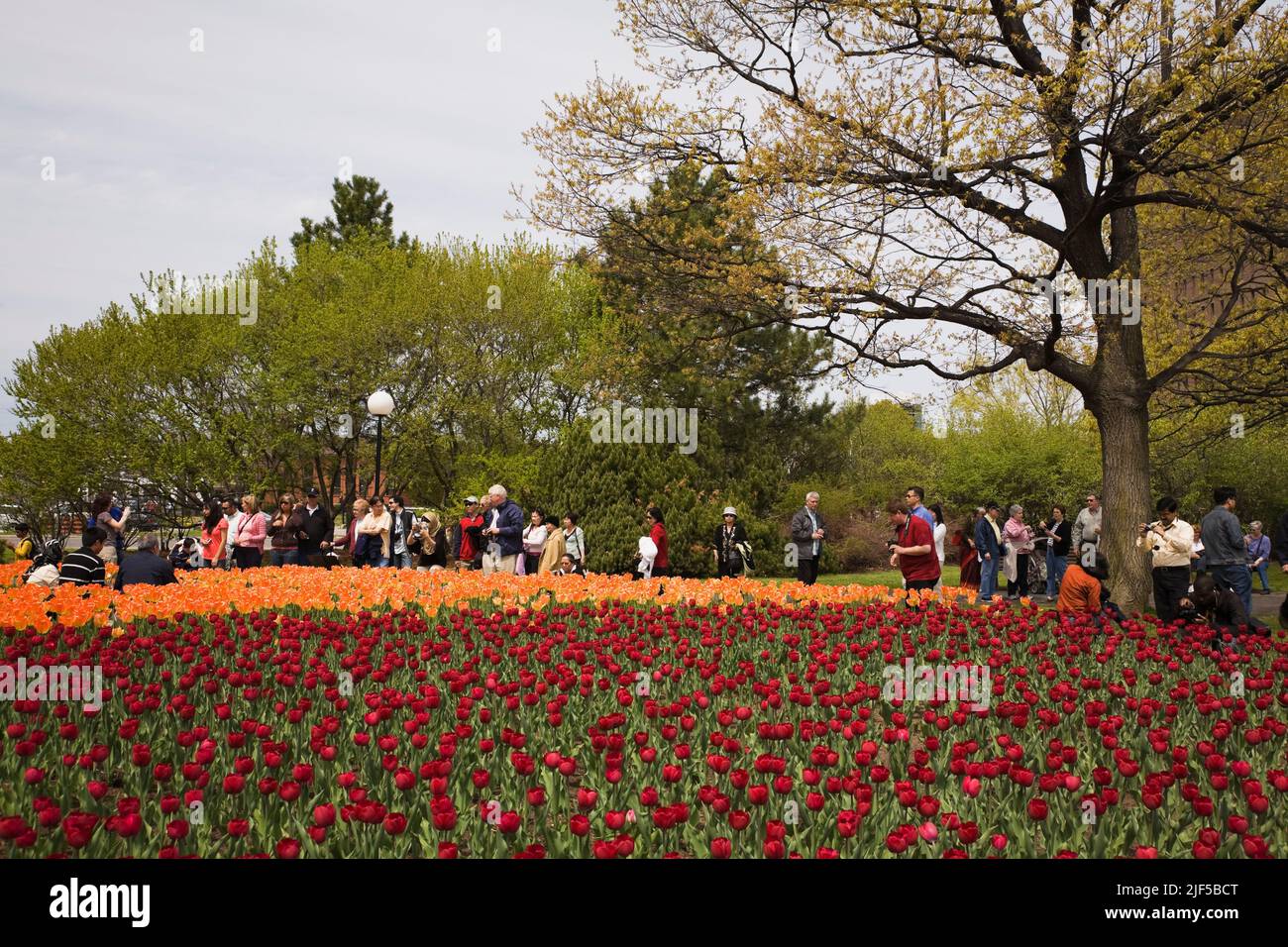 Tulip flower beds and tourists along Queen Elizabeth Drive in spring