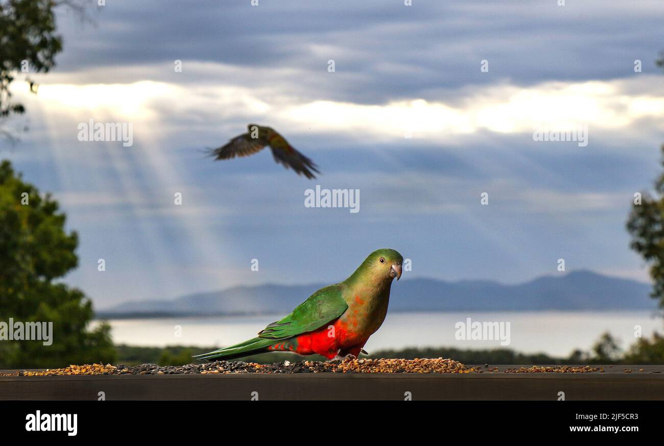 Native Australian Birds. A  King-Parrot in Gippsland Victoria, Australia.. Stock Photo