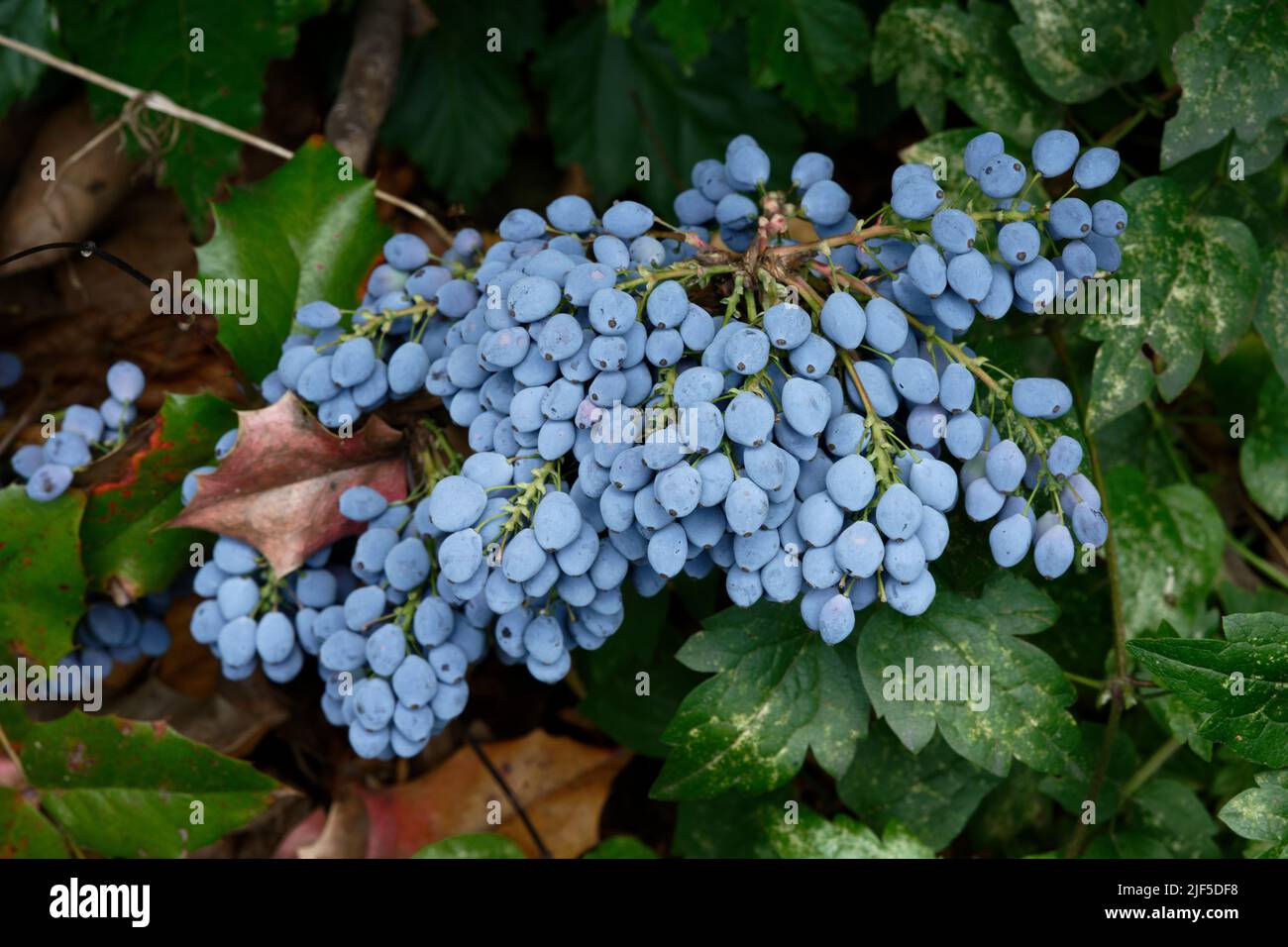 berberis aquifolium blue fruits of holly barberry in june Stock Photo