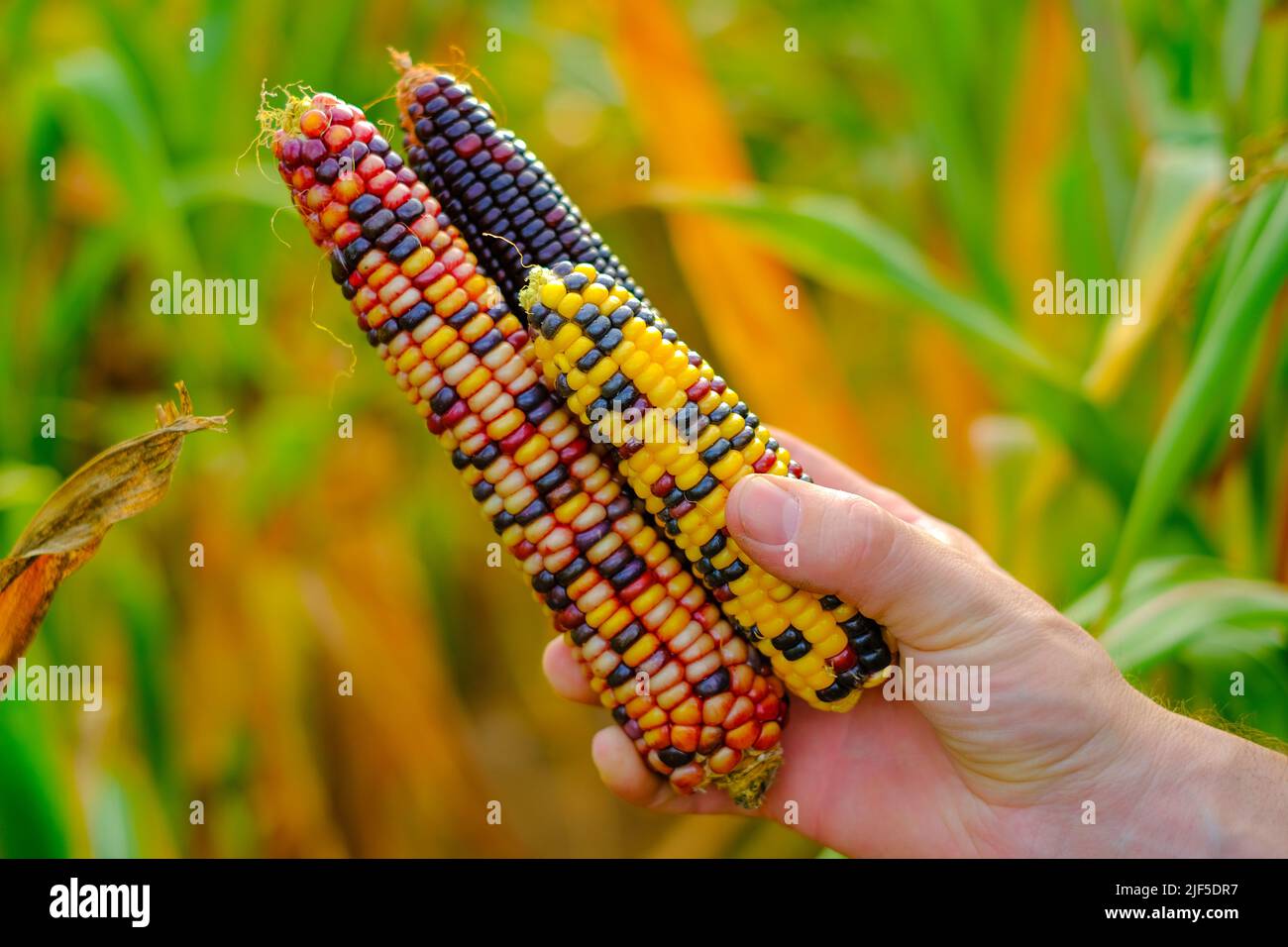 Corn harvest.colorful corn. Cobs of multicolored corn in hands on field background.farmer in a corn field harvests. food security  Stock Photo