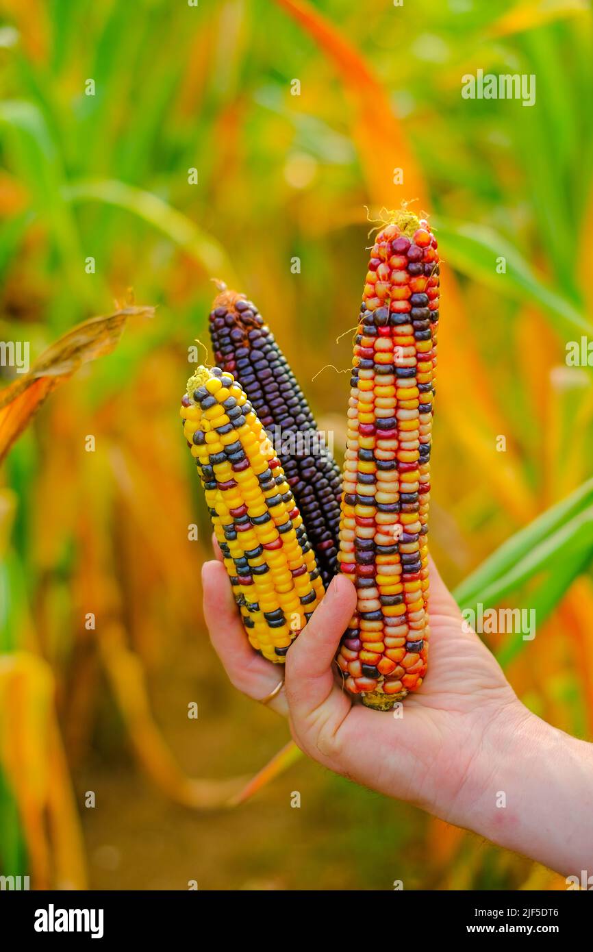 Corn harvest season.Cob of multicolored corn in hands on corn field background. Corn cobs of different colors. agricultural work Stock Photo