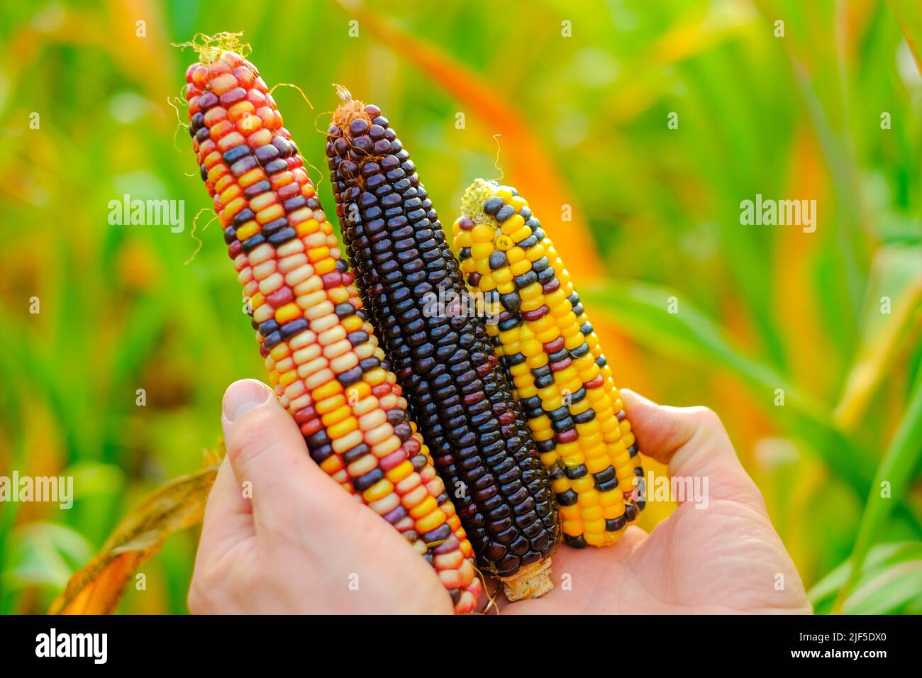 colorful corn. Cobs of multicolored corn set in male hands close-up.Corn cobs of different colors.Food and food security.Farmer in a corn field Stock Photo