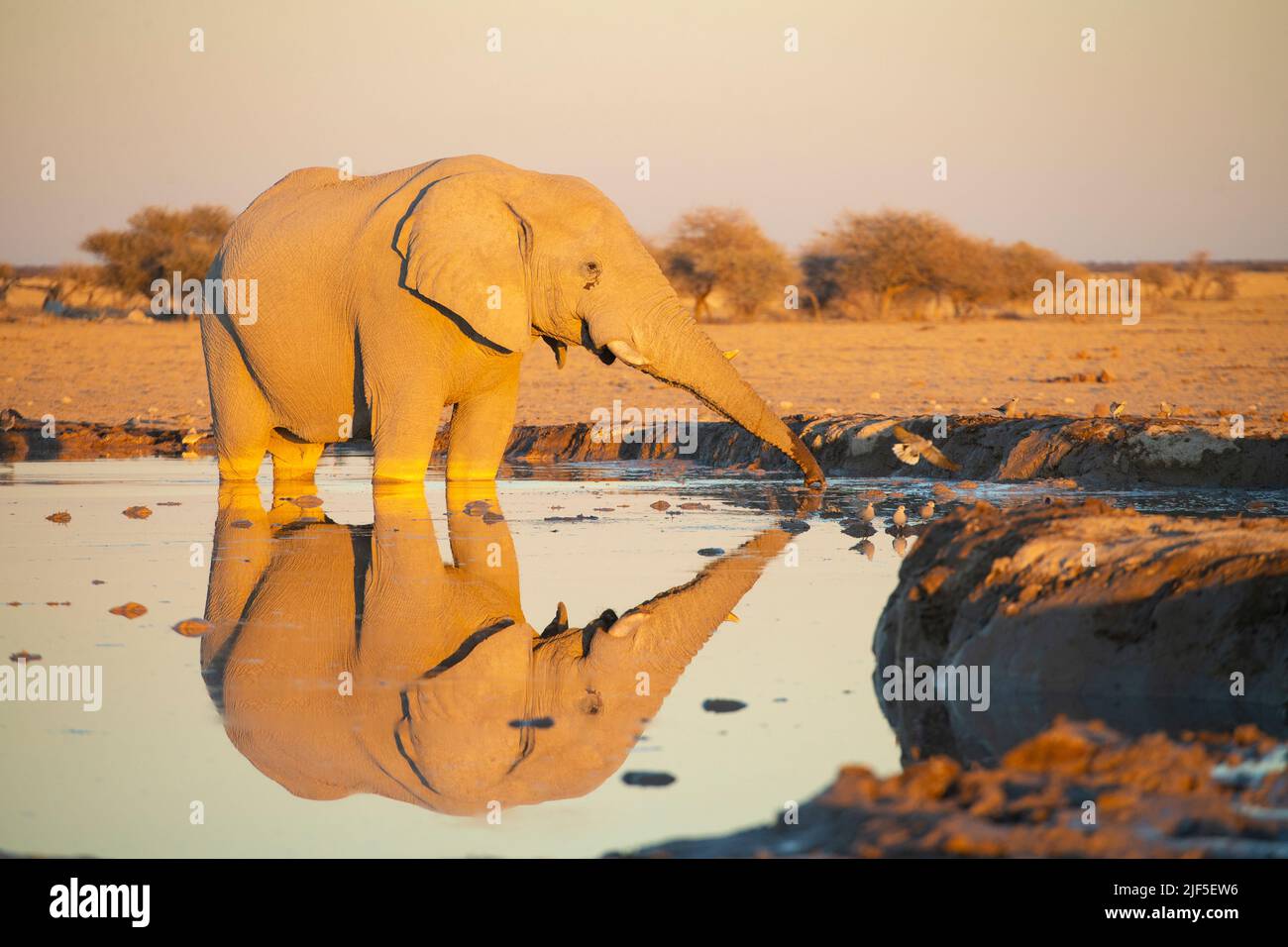 African Elephant (Loxodonta africana) at a water hole in the morning with reflection Stock Photo