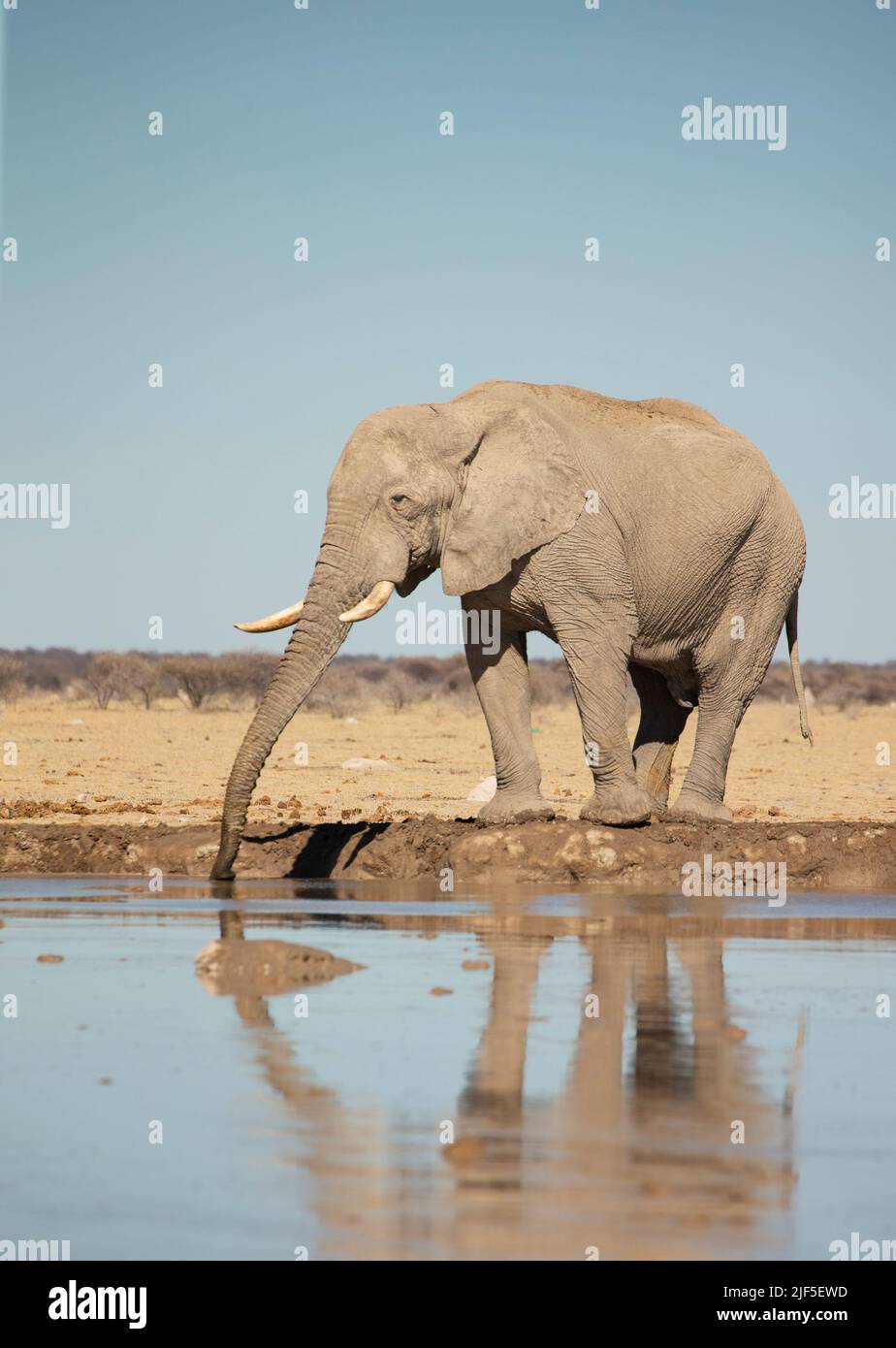 African Elephant (Loxodonta africana) at a water hole Stock Photo