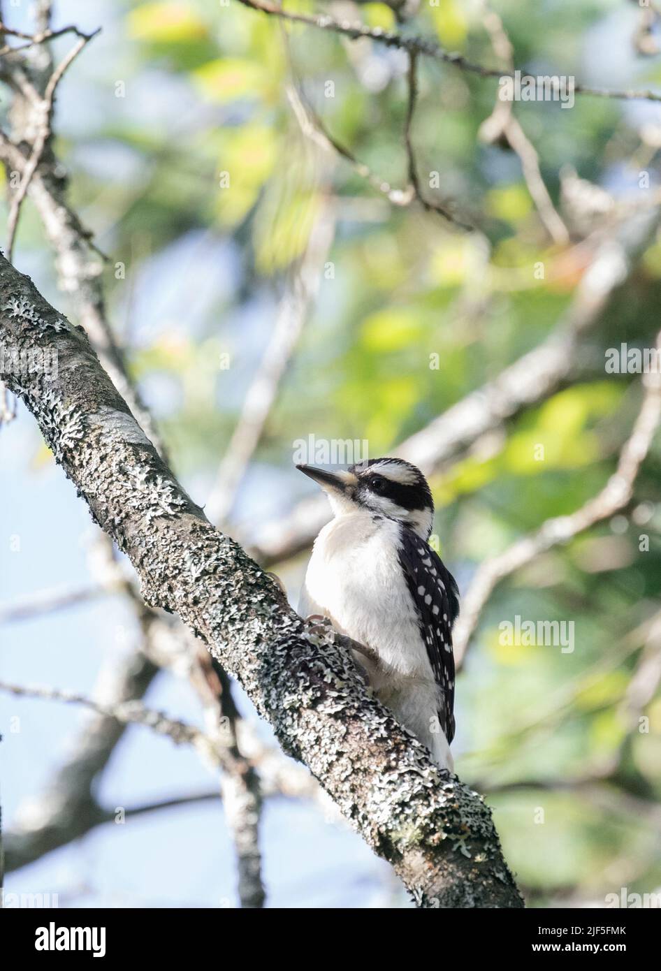 A Hairy Woodpecker on a  tree in a forest Stock Photo