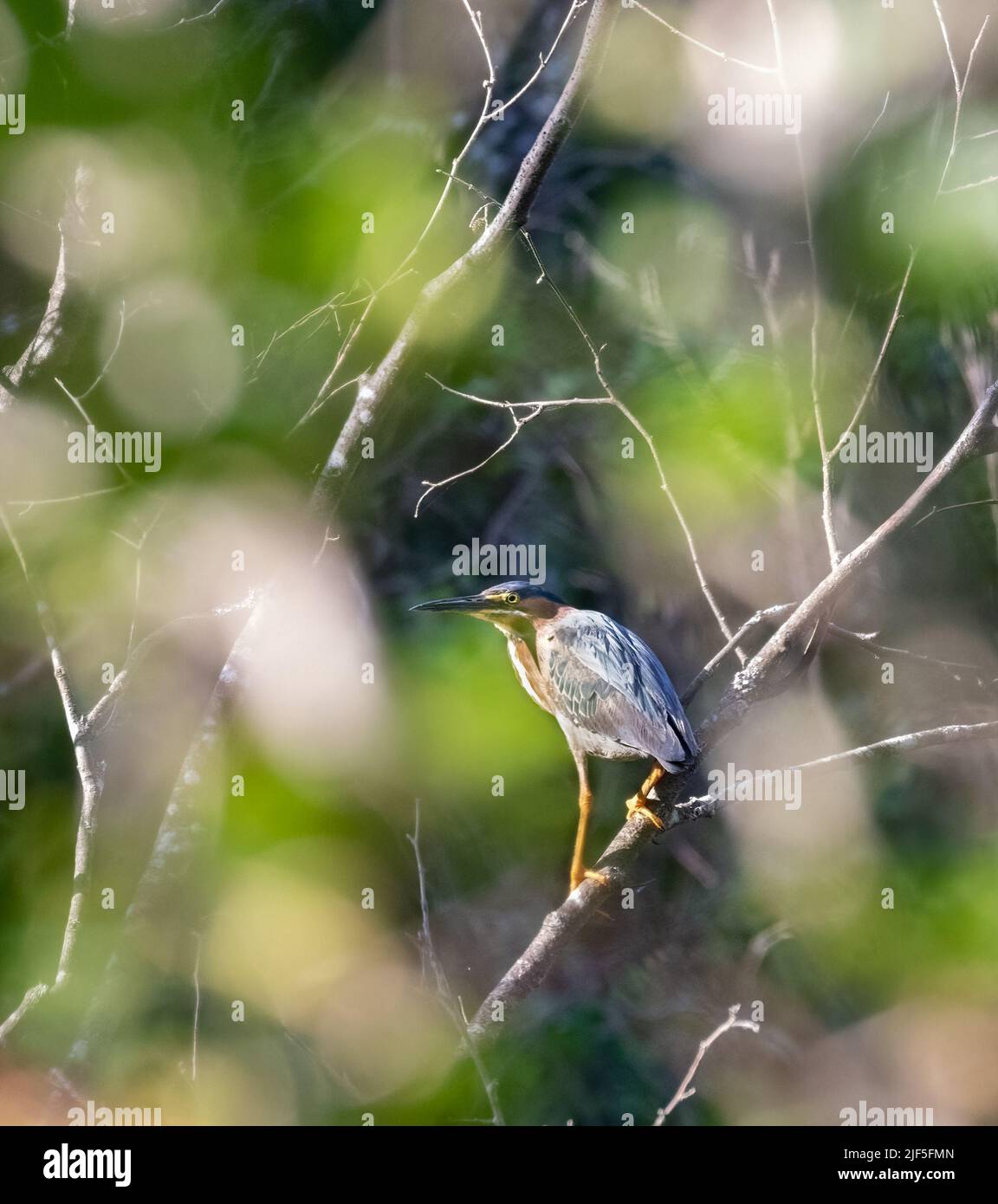A Juvenile GreenHeron in the bushes by a marsh Stock Photo