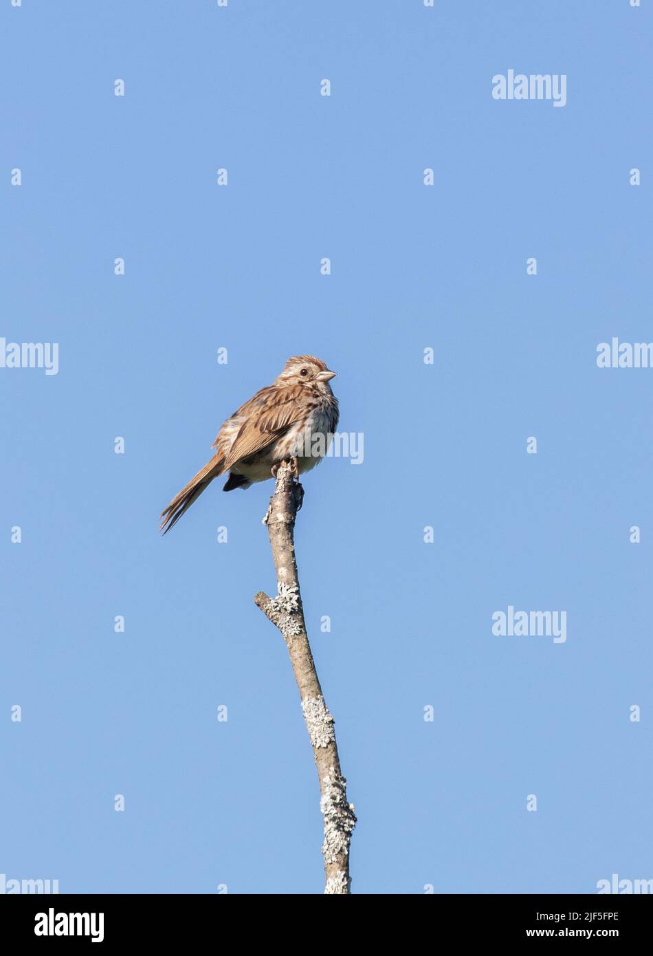 A Song Sparrow perched on a plant in a marsh Stock Photo