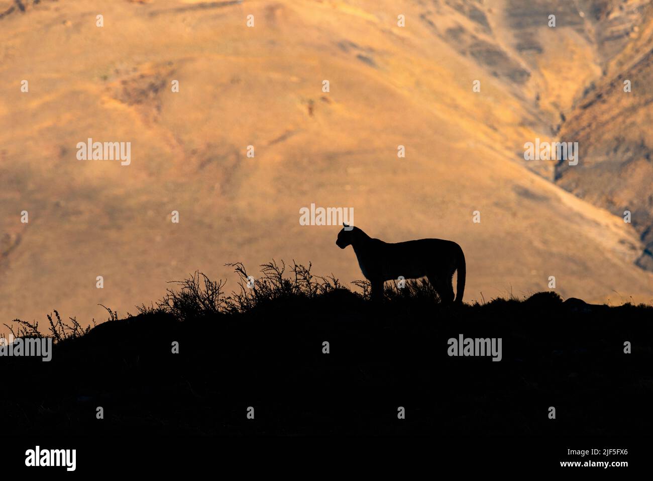 A Puma silhouette against the mountains near Torres del Paine National Park, Chile Stock Photo