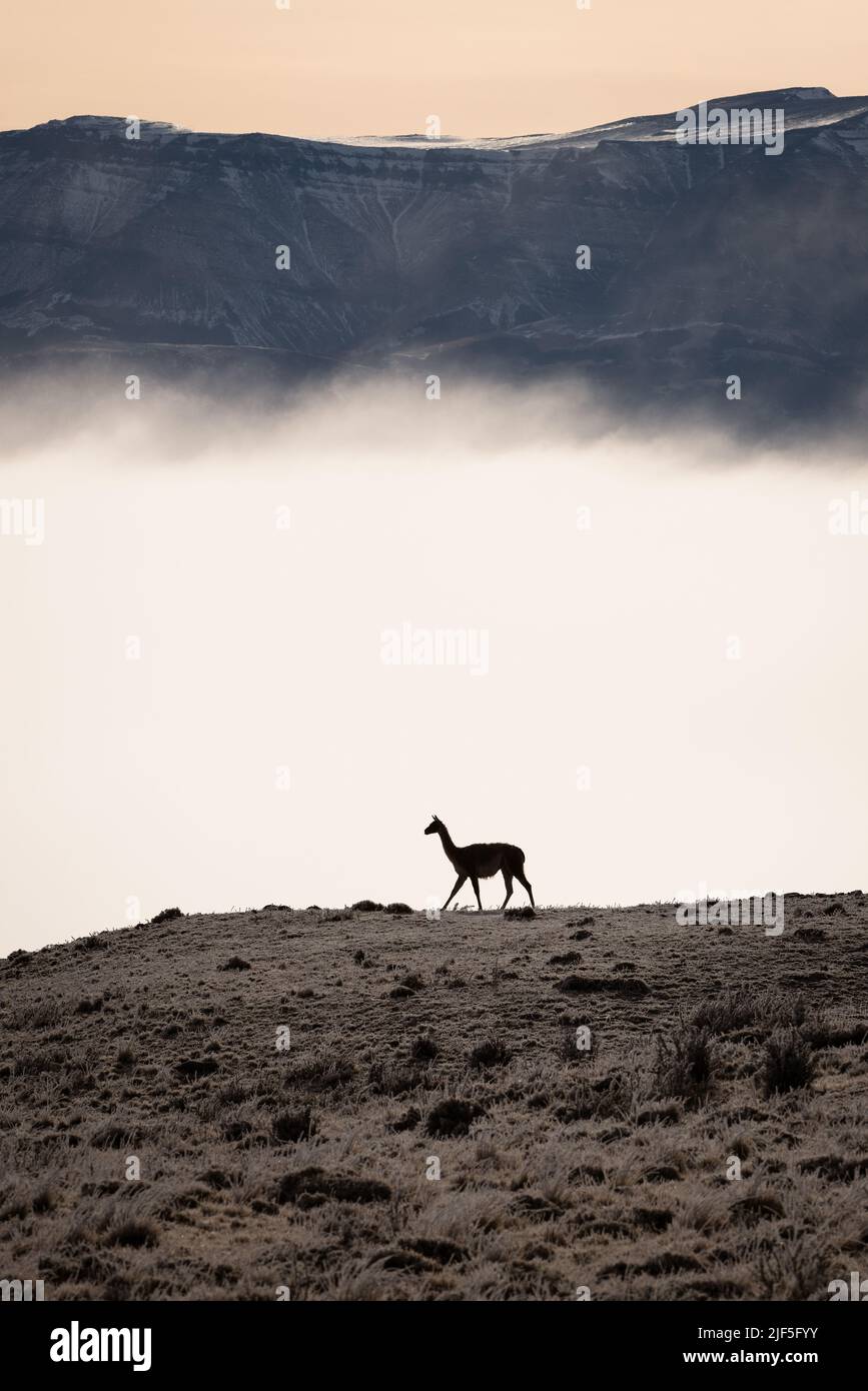 A Guanaco in Torres del Paine National Park, Chile Stock Photo