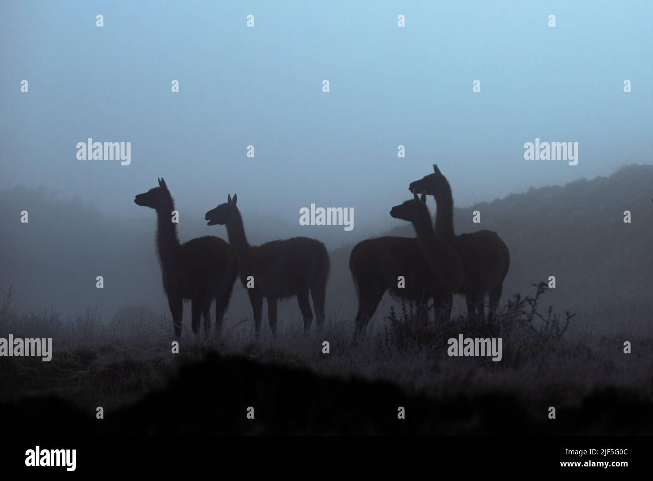 A group of Guanacos during a misty Winter morning in Torres del Paine National Park, Chile Stock Photo