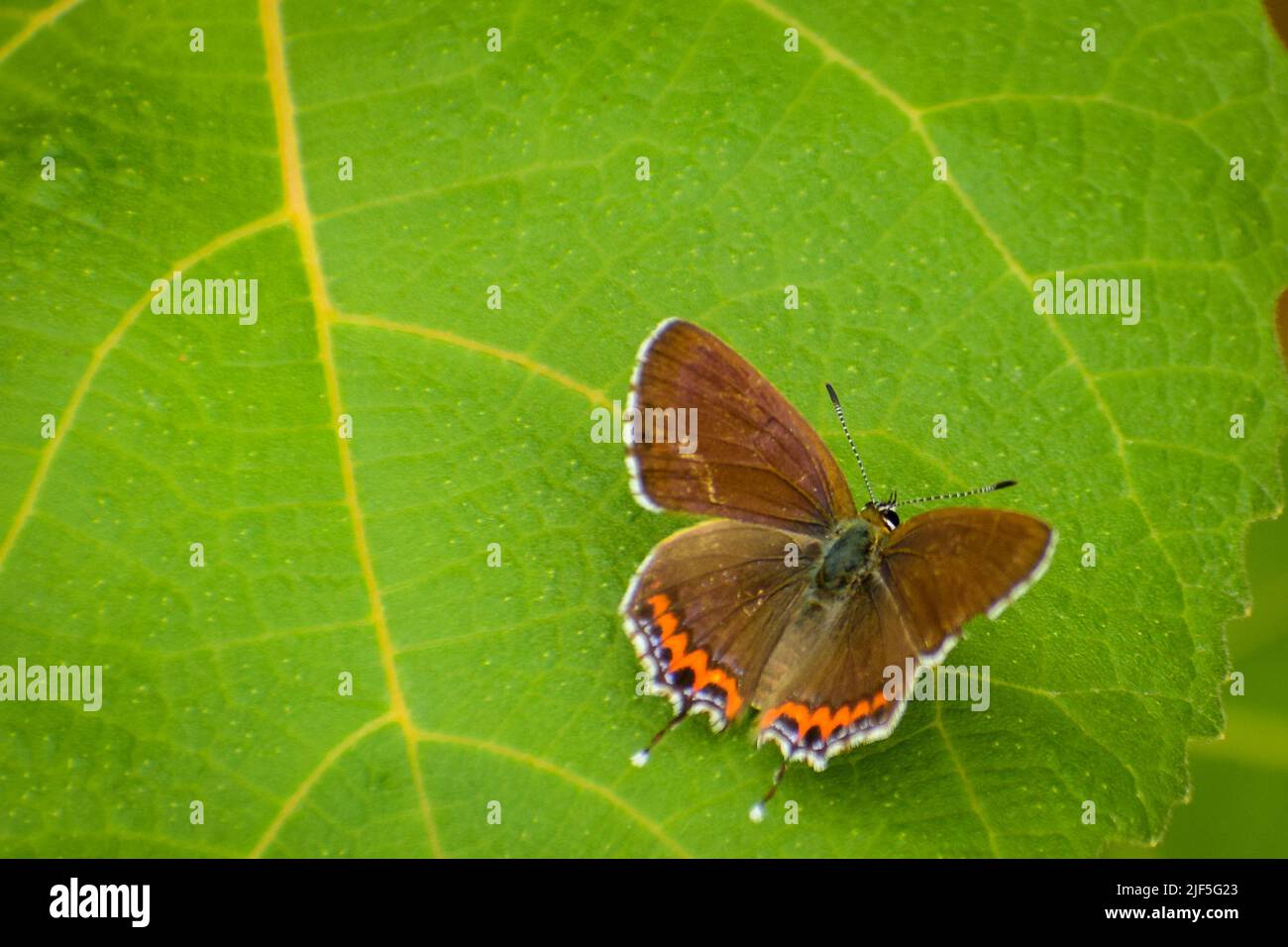 close up of beautiful butterfly on green leaf  Heliophorus sena, the sorrel sapphire, is a small butterfly found in India that belongs to the lycaenid Stock Photo