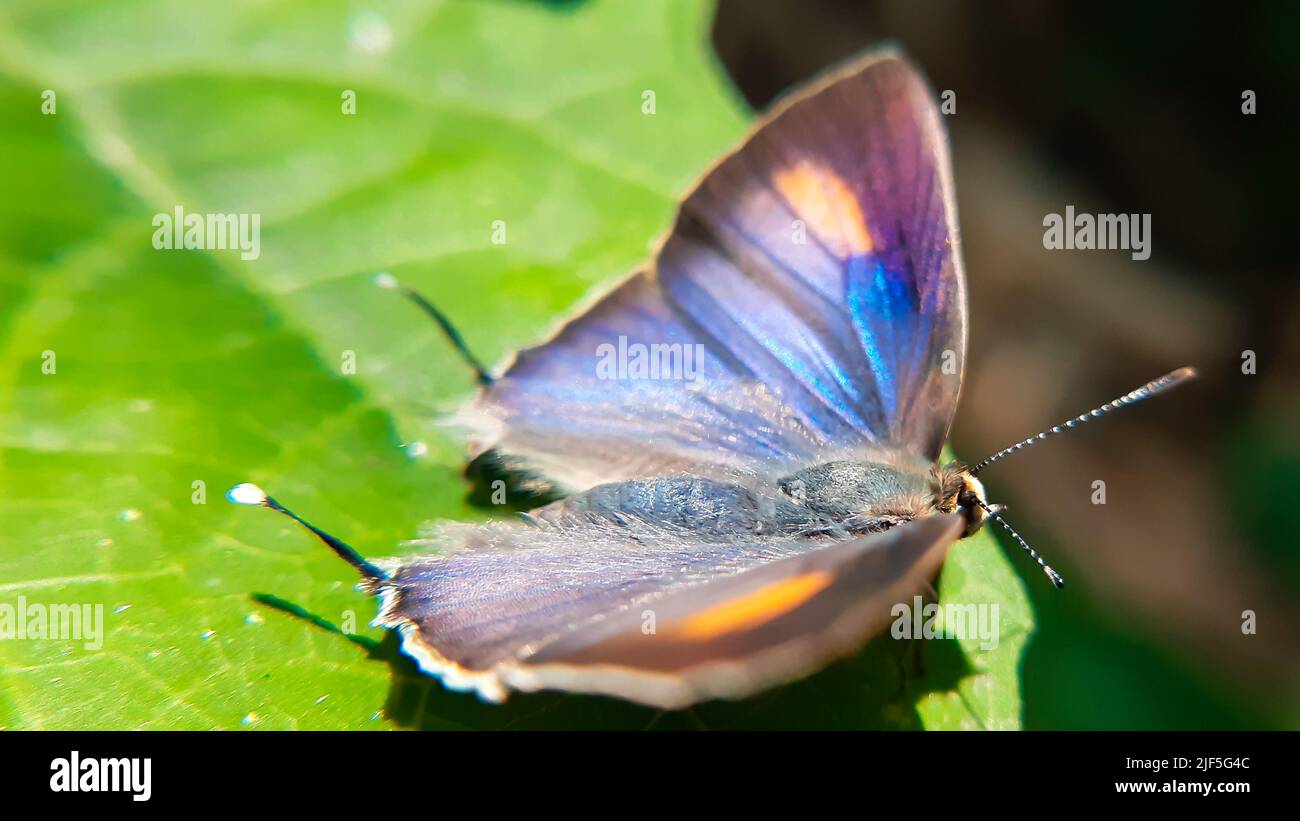 Open wings of common flash butterfly. The Common Flash, Bidaspa nissa (or Rapala nissa) is a species of lycaenid or blue butterfly found in India. Stock Photo