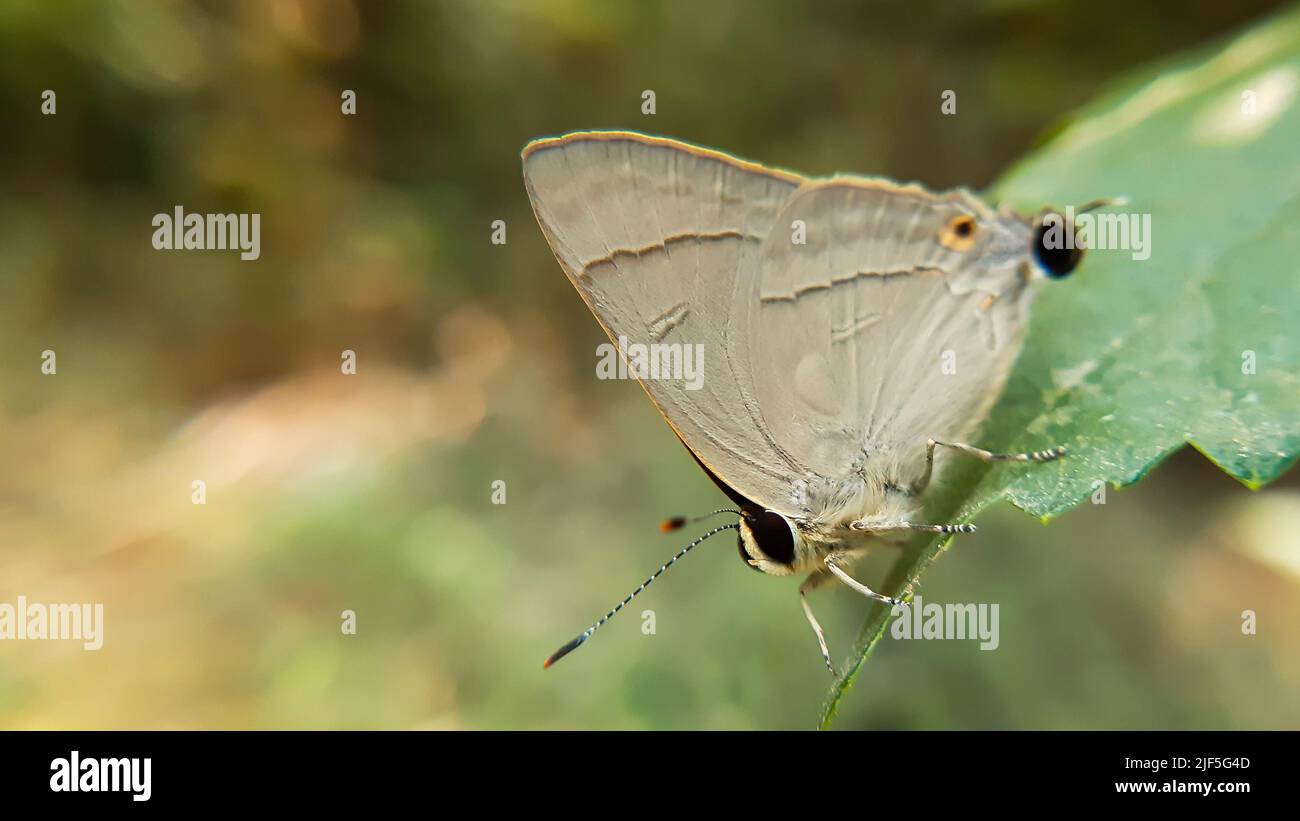 Close up macro of common flash butterfly. The Common Flash, Bidaspa nissa (or Rapala nissa) is a species of lycaenid or blue butterfly found in India. Stock Photo