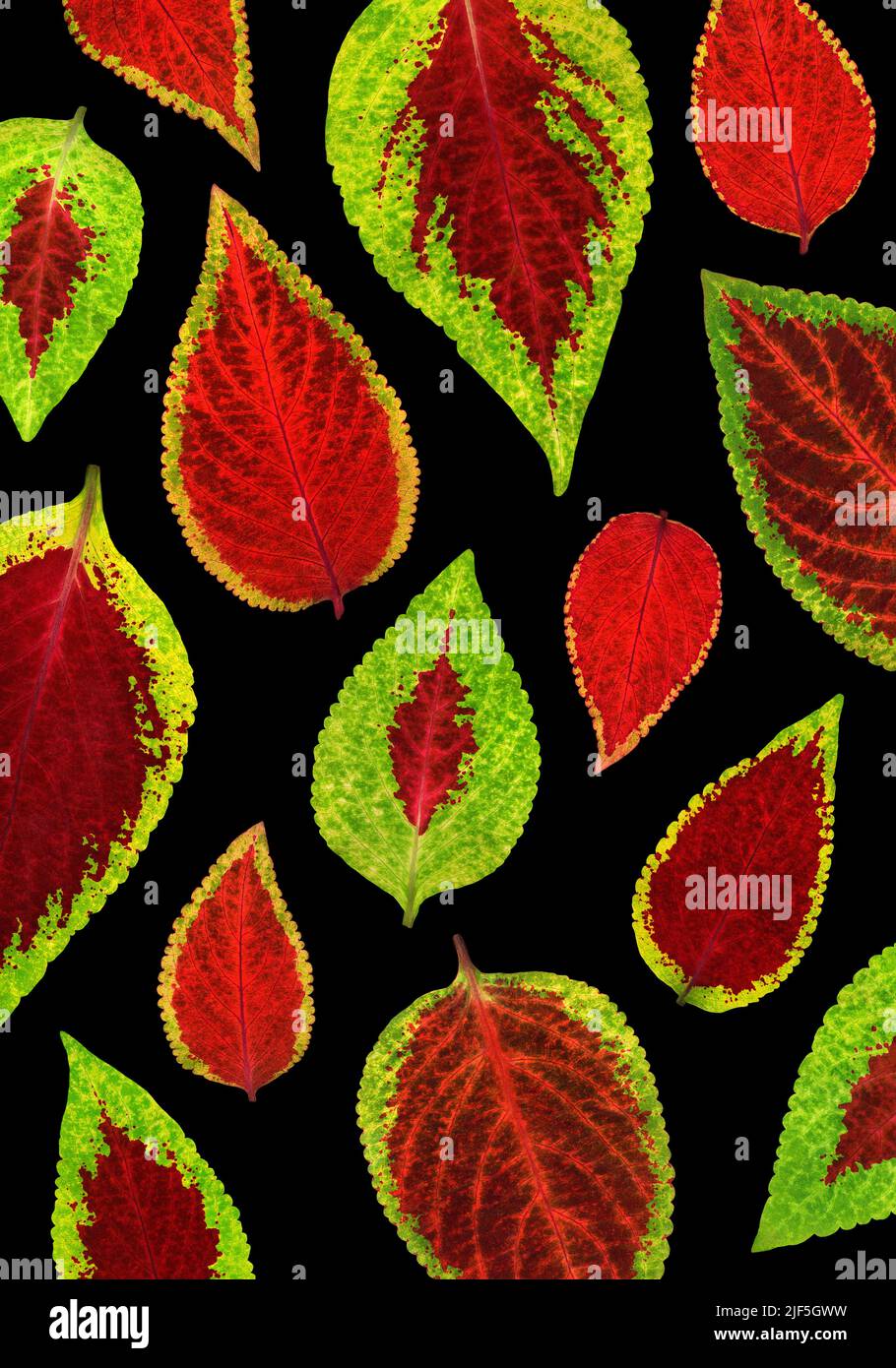 Coleus leaves Stock Photo