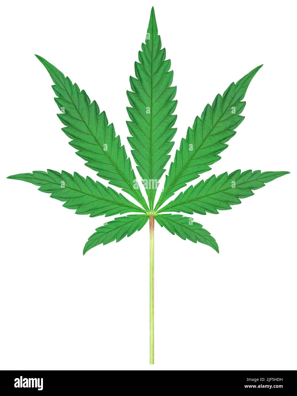 Cannabis leaf Stock Photo