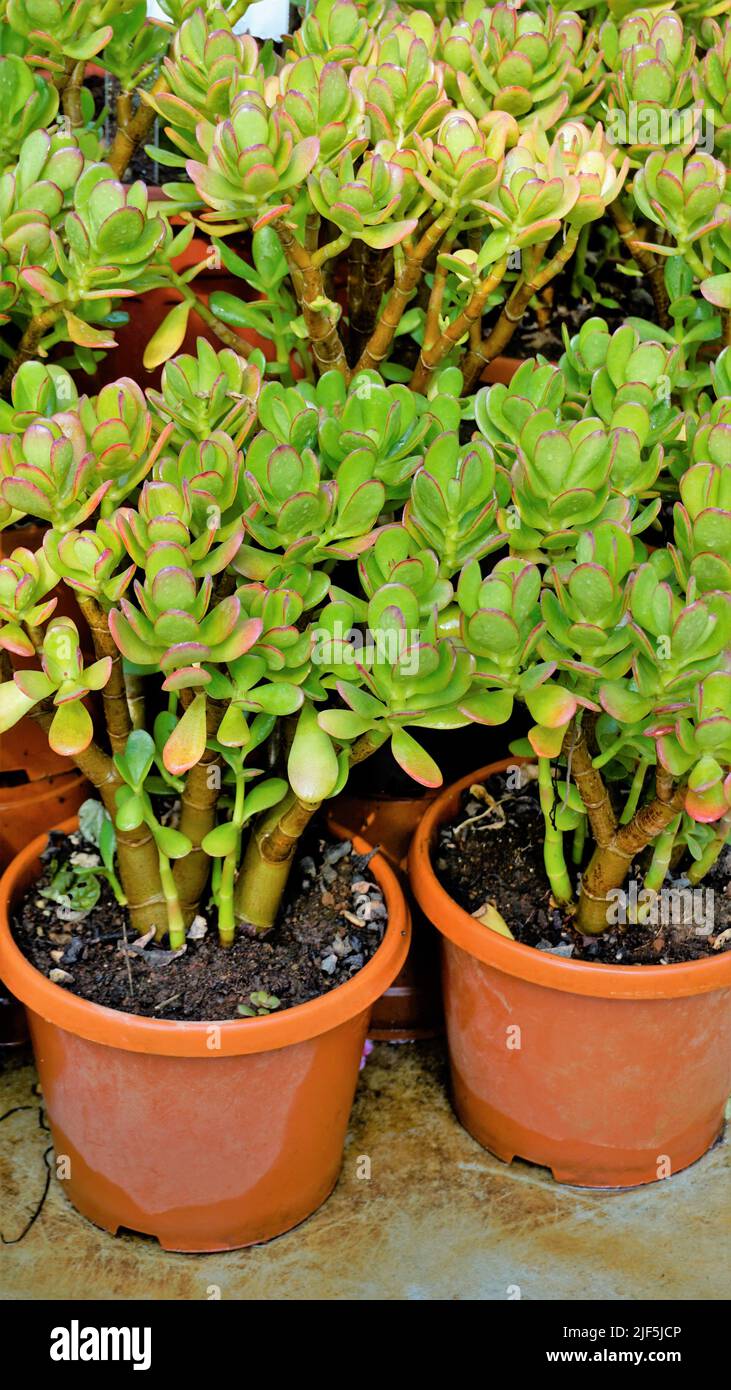 Beautiful plants of Cotyledon orbiculata in Nursery garden pot commonly known as pigs or dogs ear or round leafed navel wort. Decorative or ornamental Stock Photo