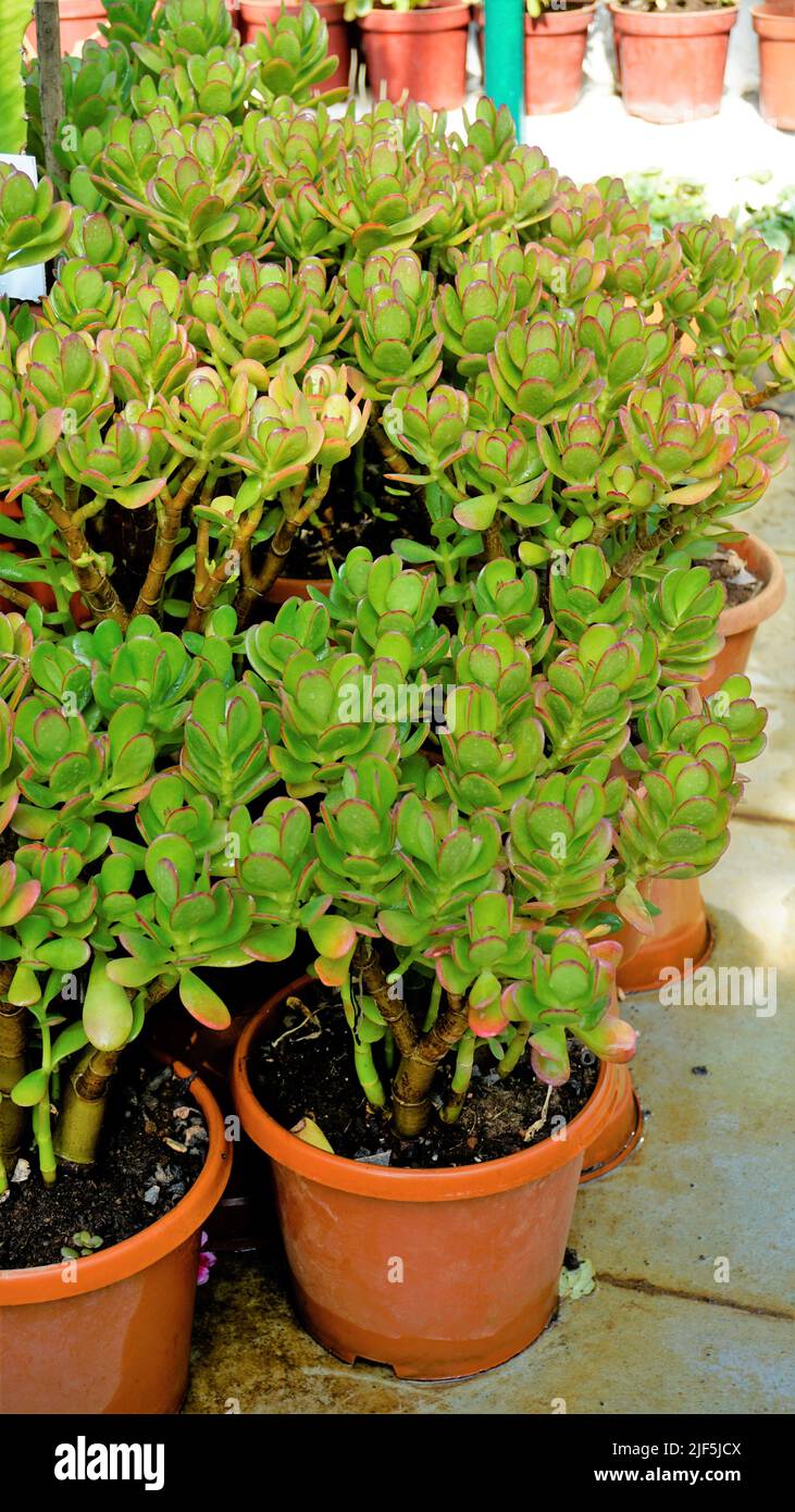 Beautiful plants of Cotyledon orbiculata in Nursery garden pot commonly known as pigs or dogs ear or round leafed navel wort. Decorative or ornamental Stock Photo