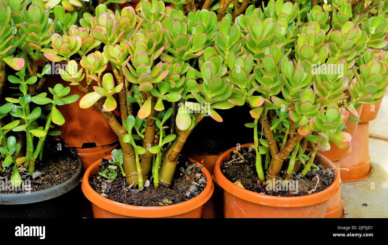 Beautiful plants of Cotyledon orbiculata in Nursery garden pot commonly known as pigs or dogs ear or round leafed navel wort. Decorative or ornamental Stock Photo