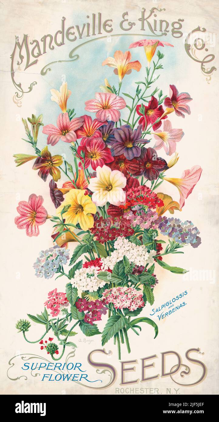 1905 ad for Mandeville & King Co. Superior Flower Seeds, Rochester, New York. Lithograph by Alois Lunzer. Stock Photo