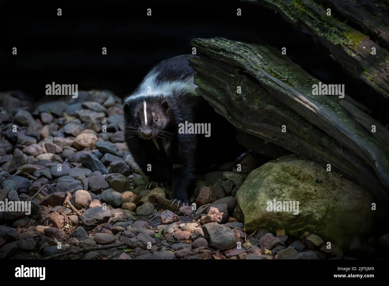 The striped skunk  (Mephitis mephitis)  near the human dwelling. Stock Photo