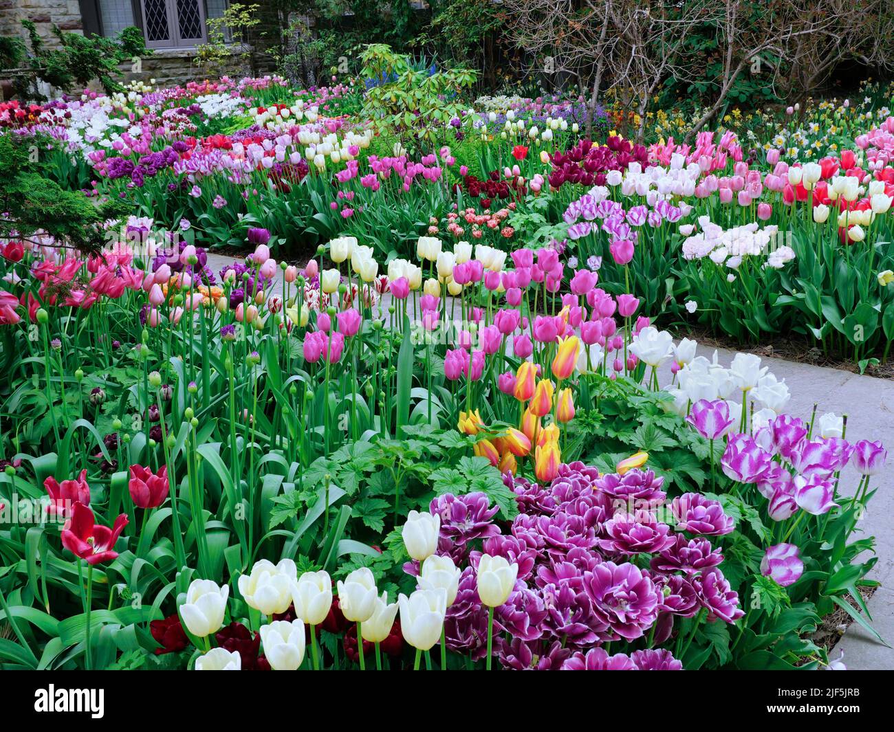 Garden with large number of tulips in many colors Stock Photo