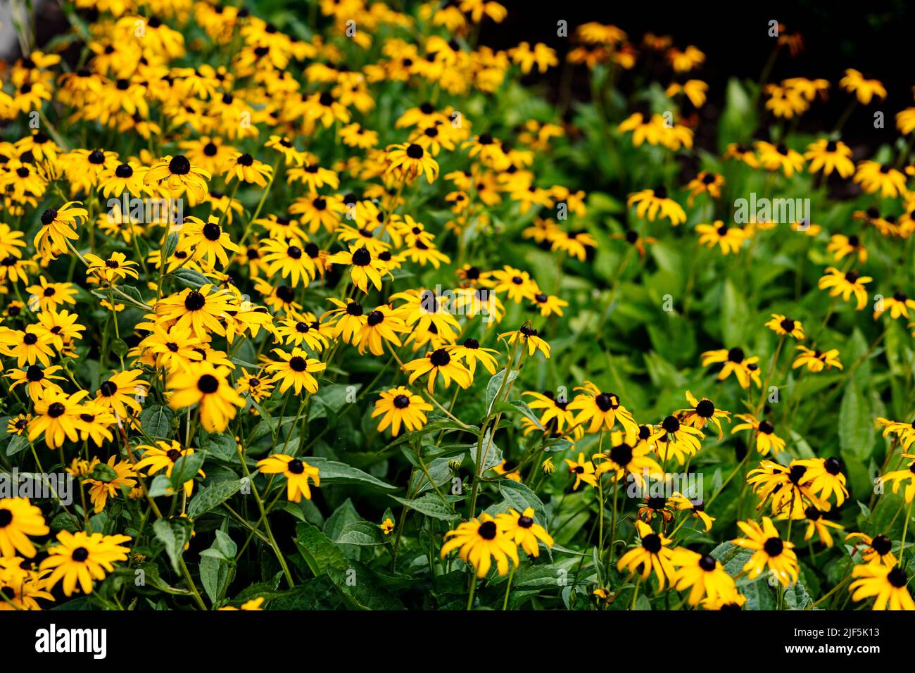 Brown eyed susans hires stock photography and images Alamy