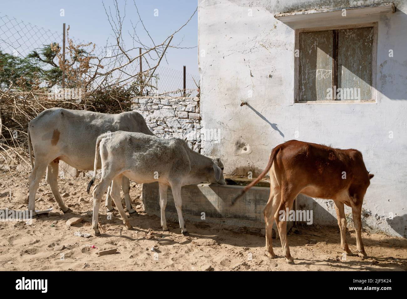 Cows drinking water in Pushkar, India Stock Photo
