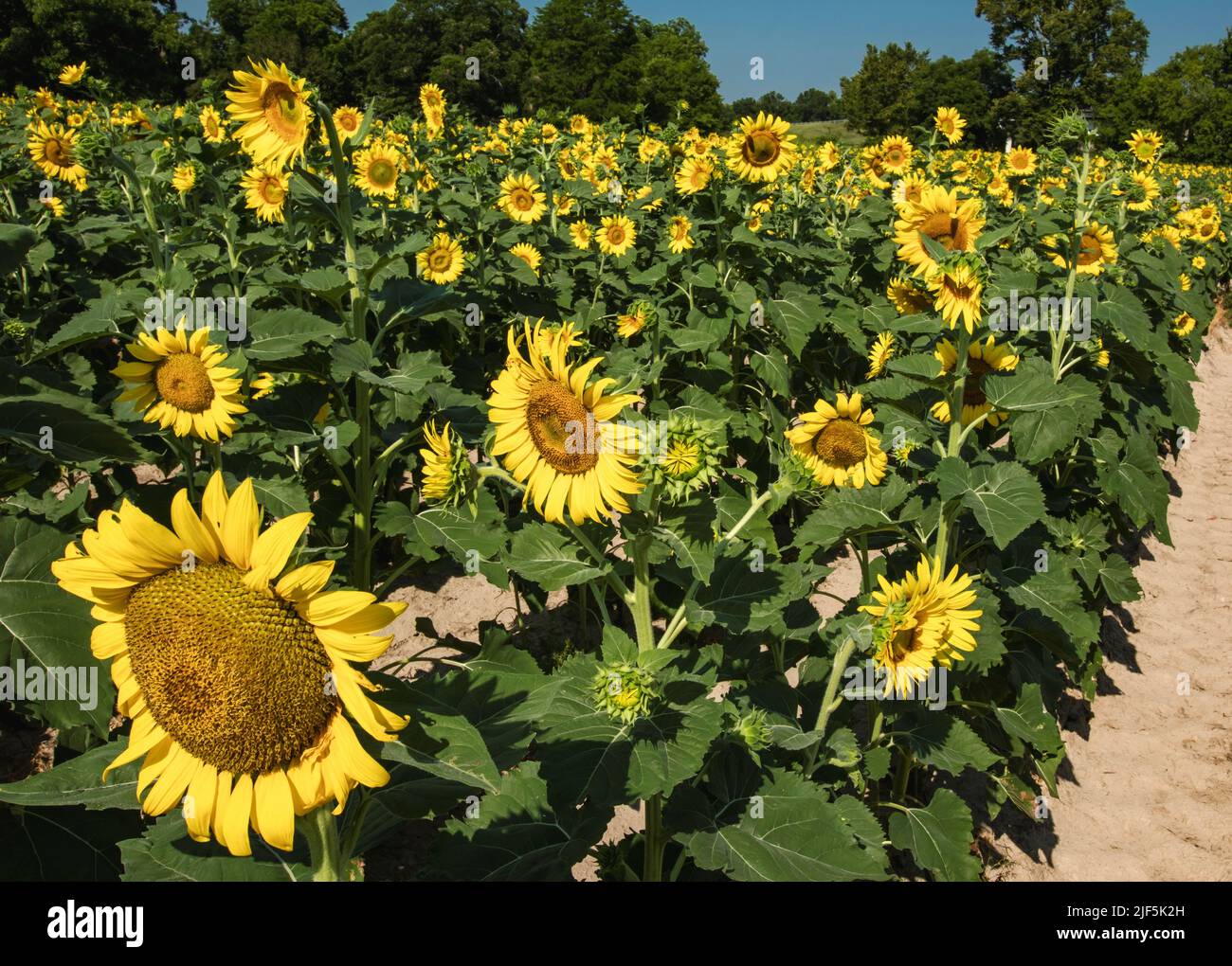 The common sunflower (Helianthus annuus) is a large annual forb of the genus Helianthus grown as a crop for its edible oil and edible fruits. Stock Photo