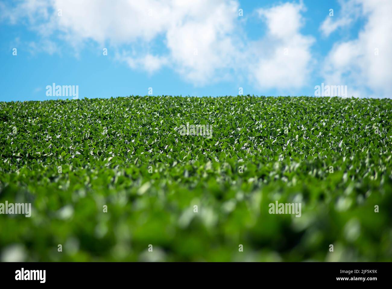 Abstract soybean field on a sunny hillside under blue sky. Stock Photo