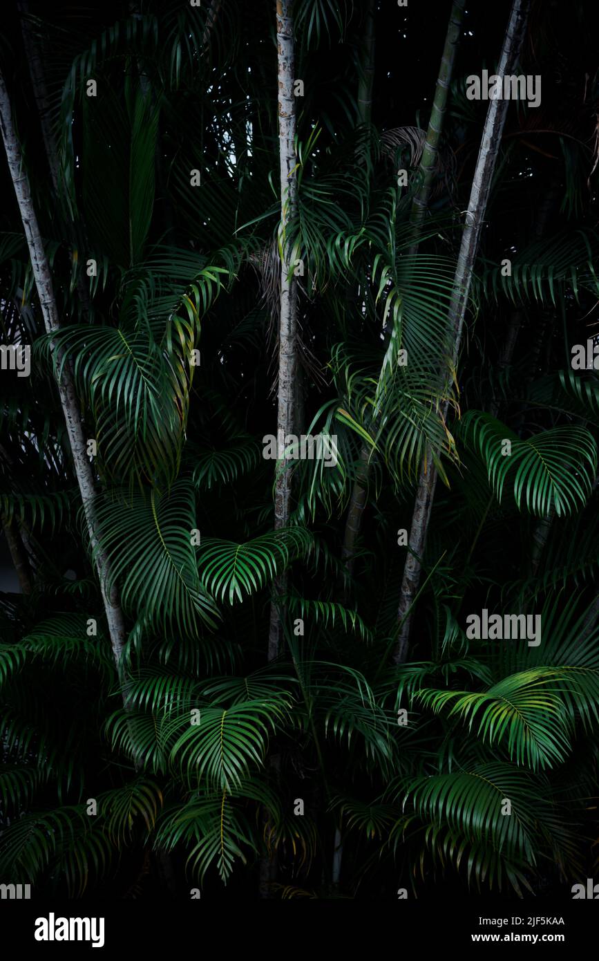 Dark green palm leaves tropical background Stock Photo