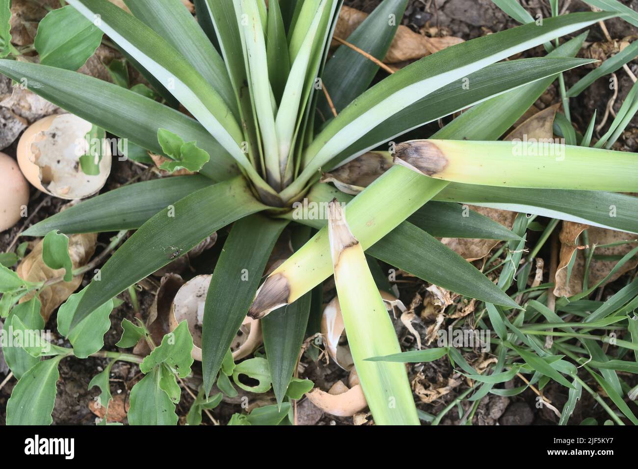 Pineapple tree with damaged and falling leaves, Rotten leaf bases of