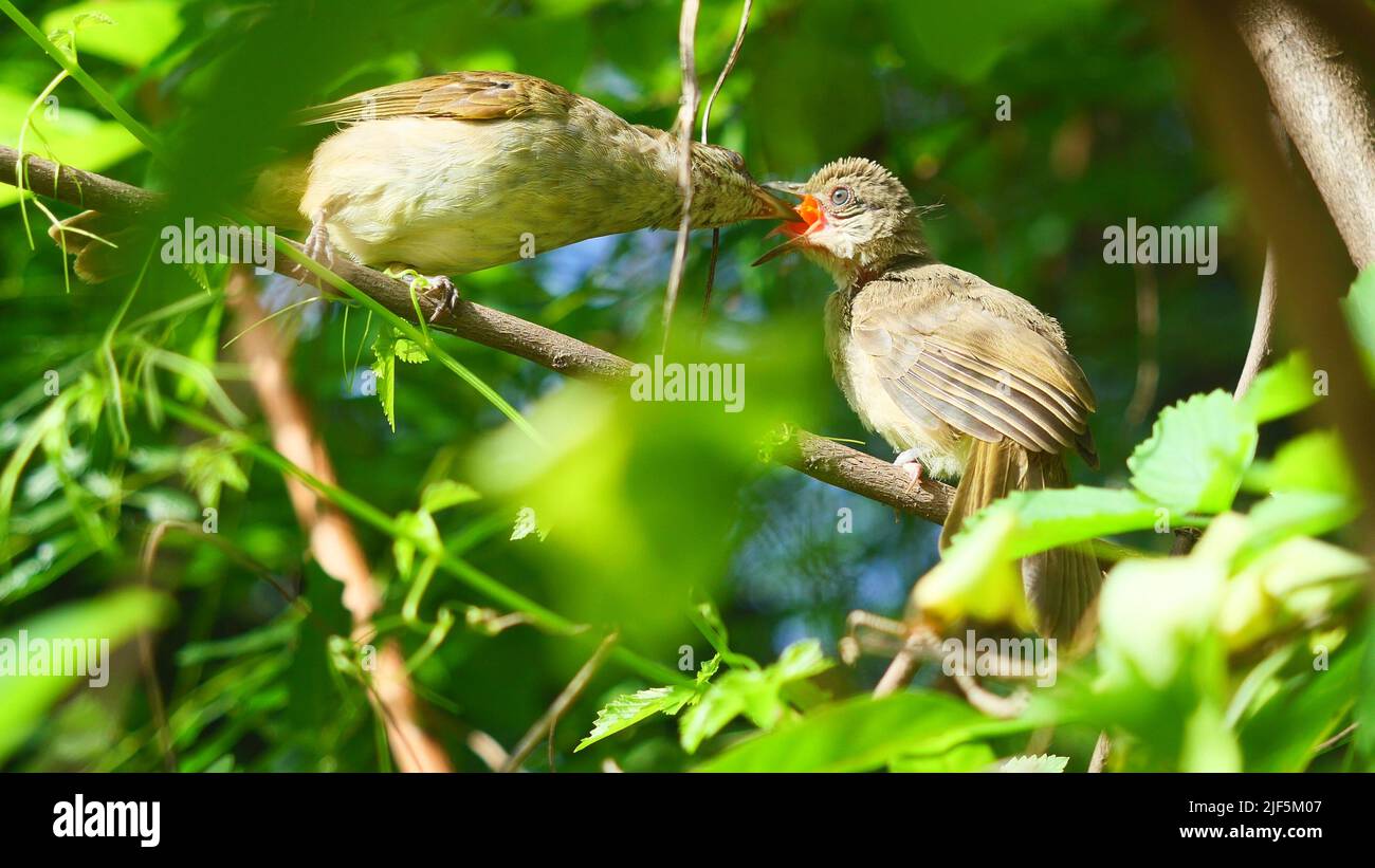 The bird is feeding food into the baby bird's beak,  Streak-eared Bulbul (Pycnonotus blanfordi) on tree with natural green leaves in background Stock Photo